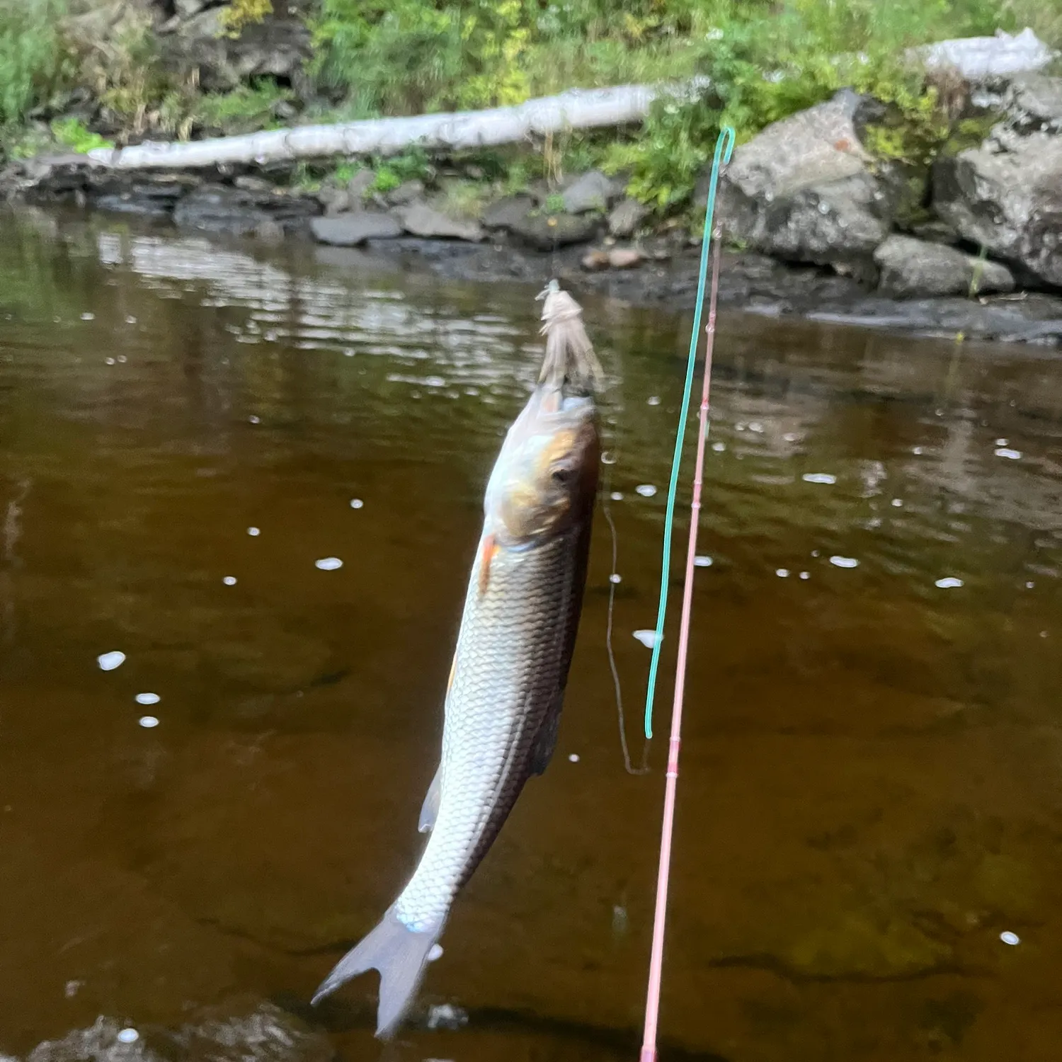 Fallfish caught on Fishbrain