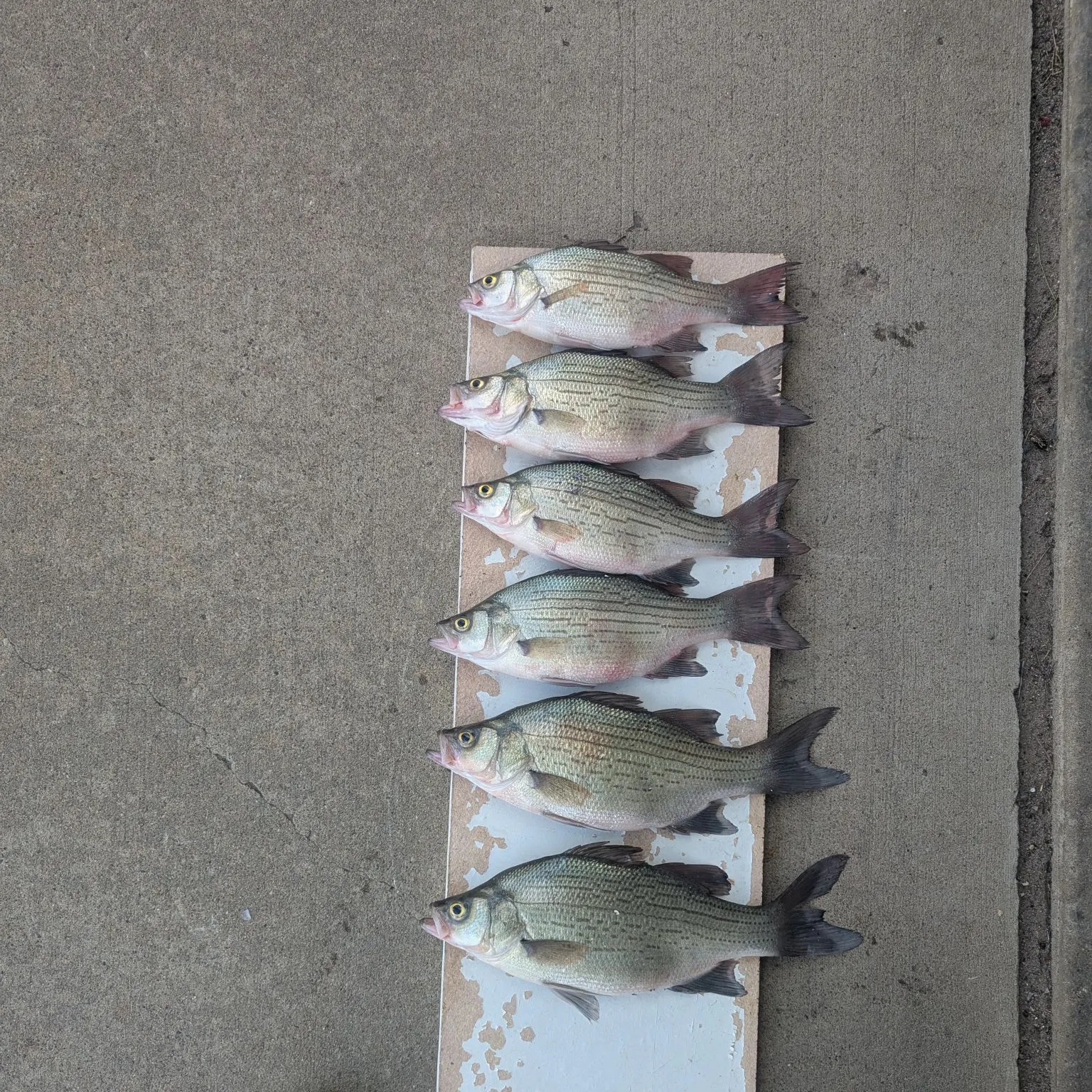 recently logged catches