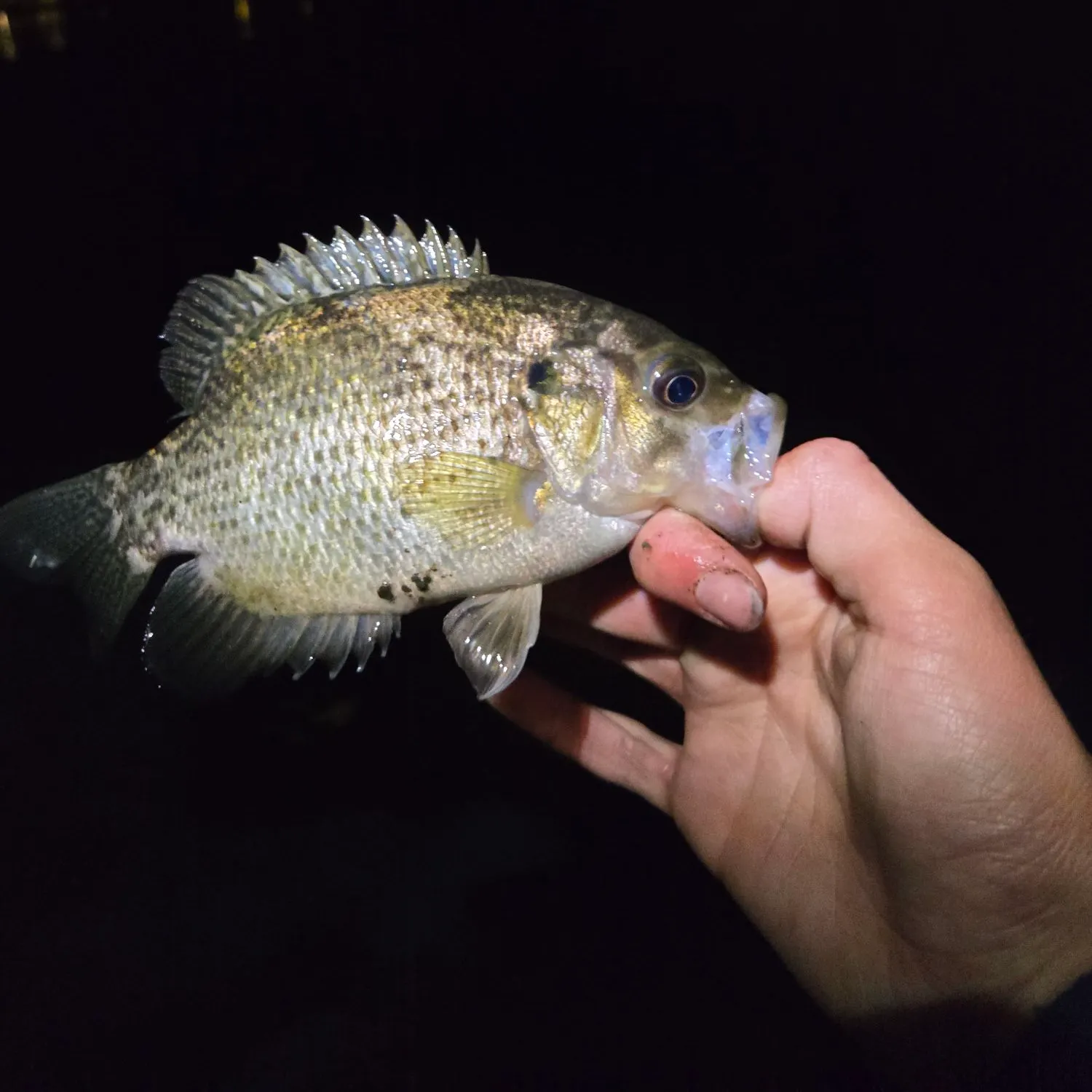 Rock bass caught on Fishbrain