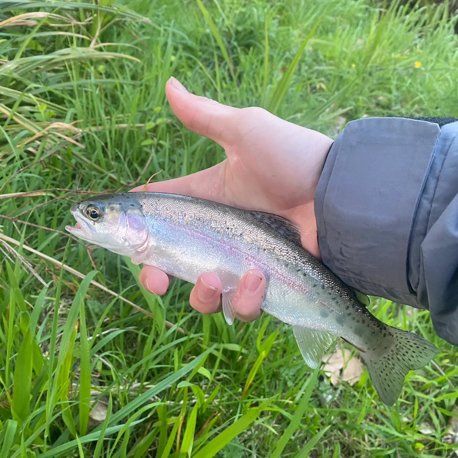 Rainbow trout caught on Fishbrain