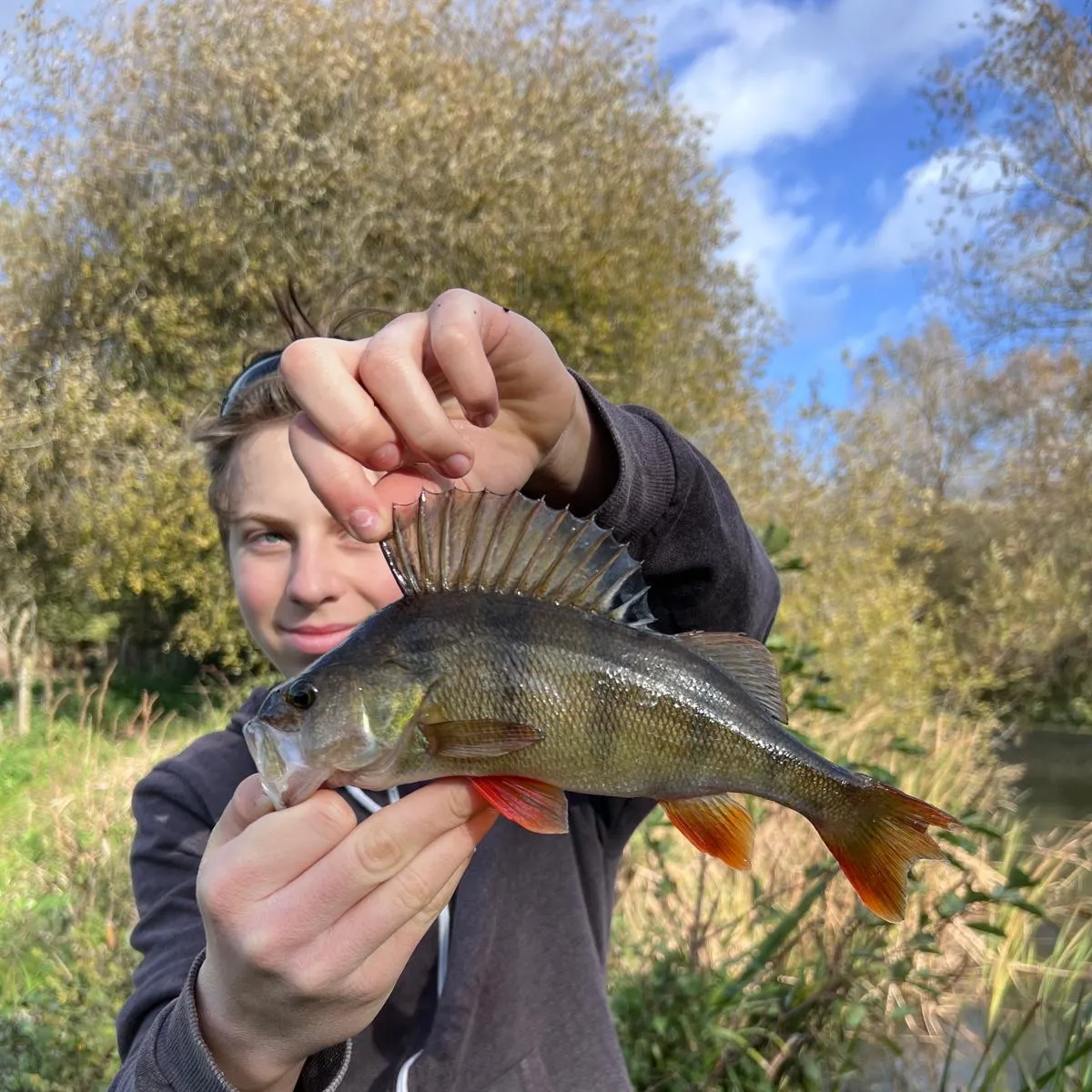 European perch caught on Fishbrain