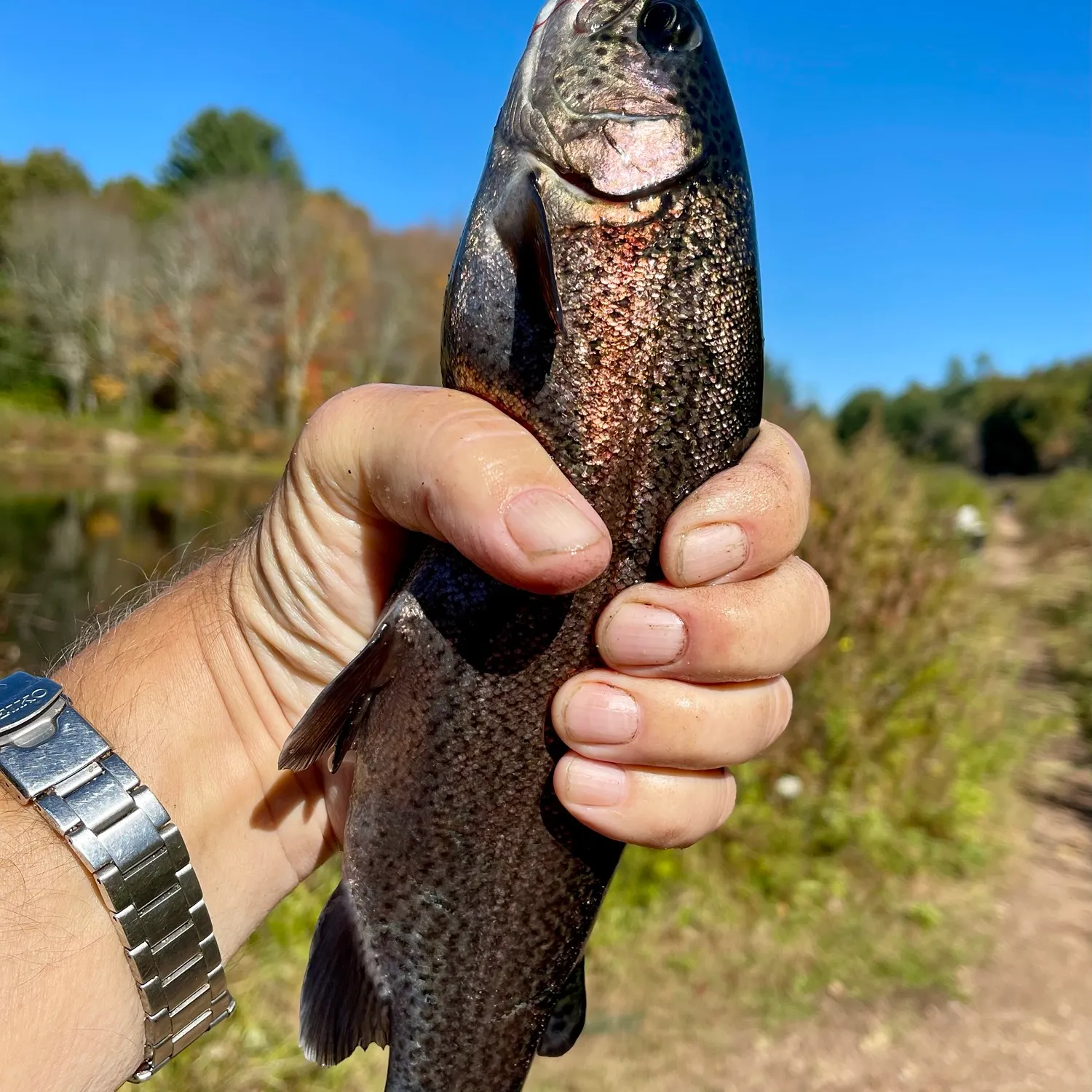 Rainbow trout caught on Fishbrain
