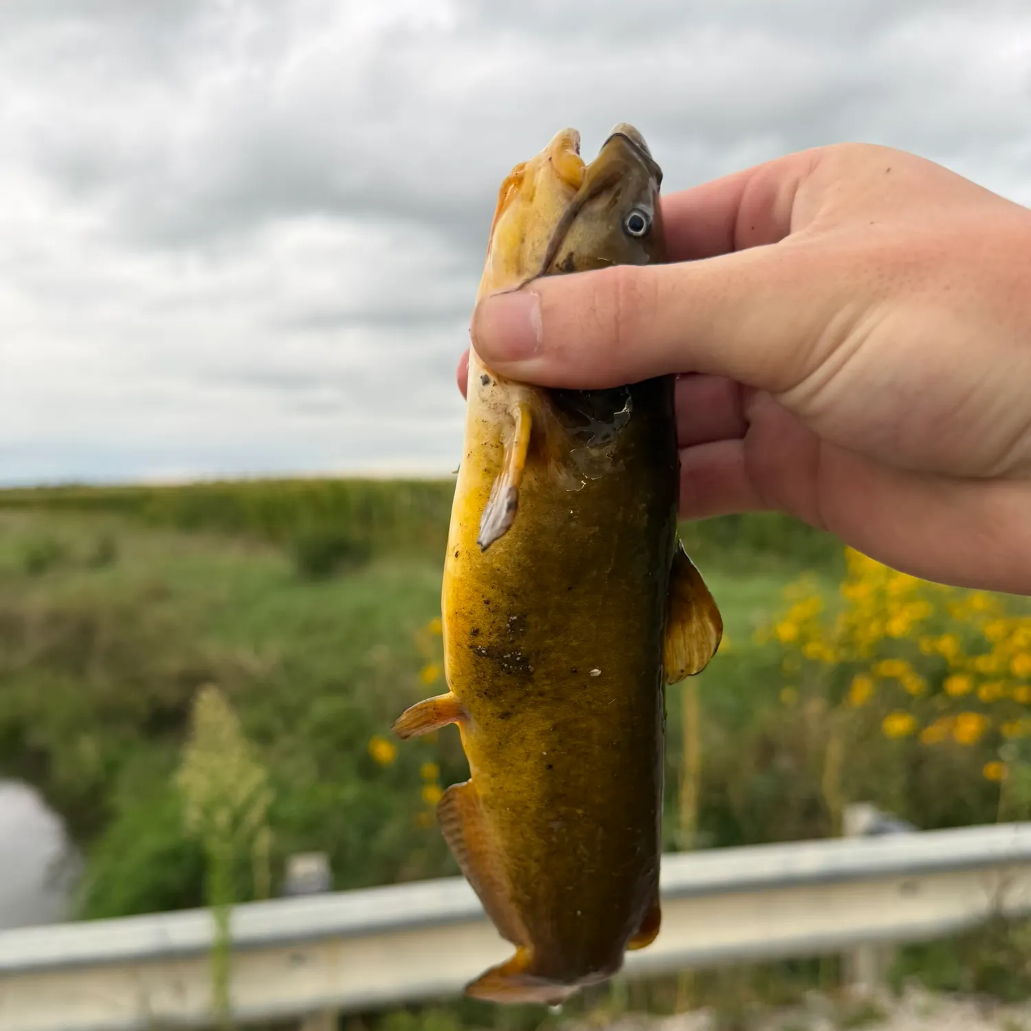 Yellow bullhead caught on Fishbrain