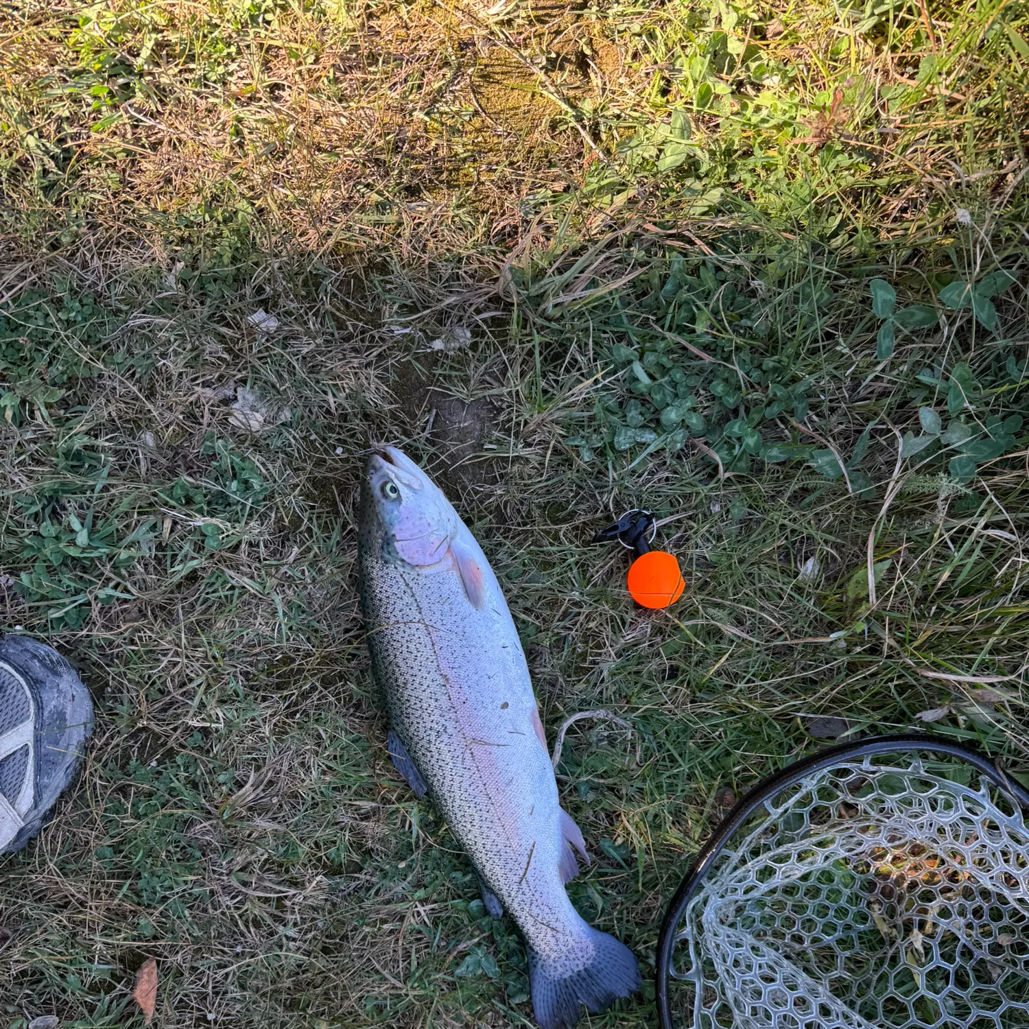 Rainbow trout caught on Fishbrain