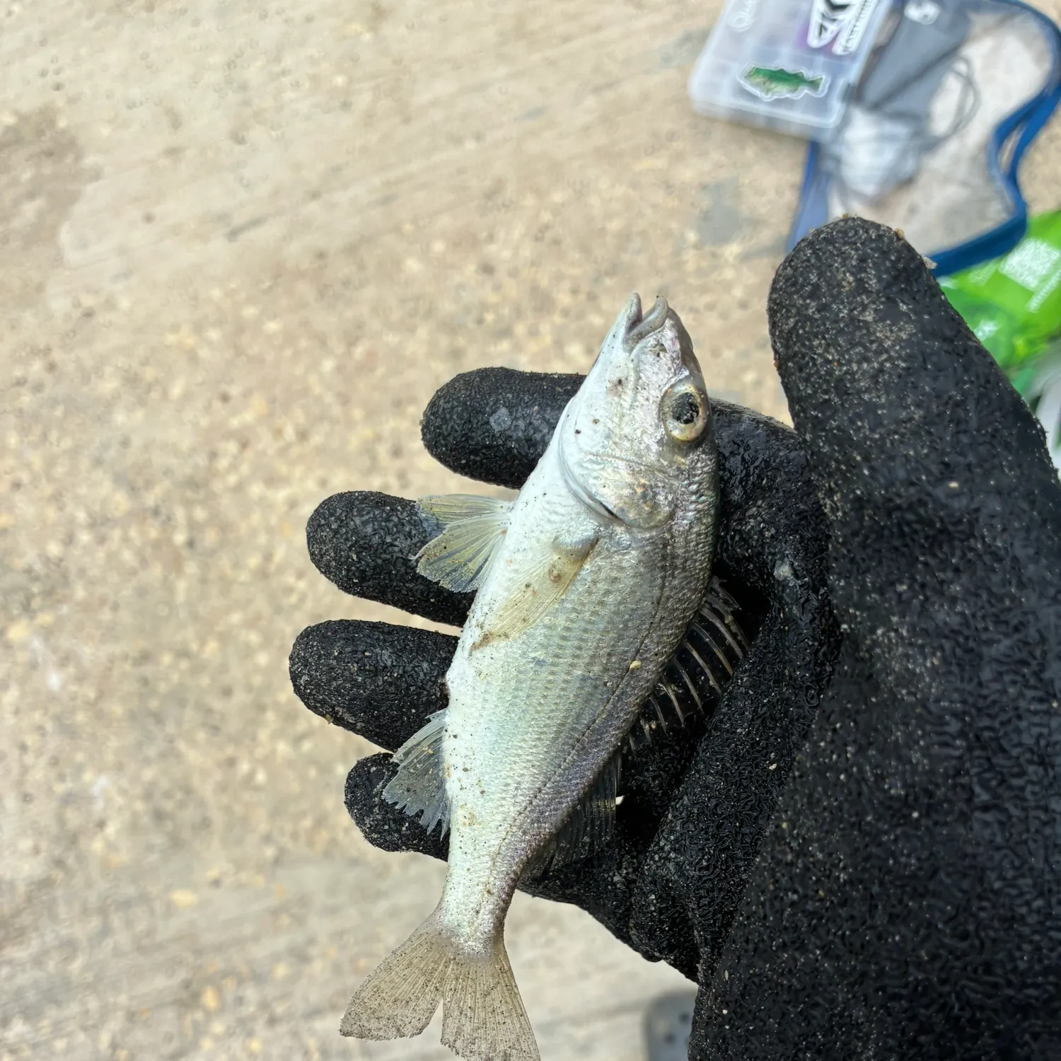Tomtate grunt caught on Fishbrain