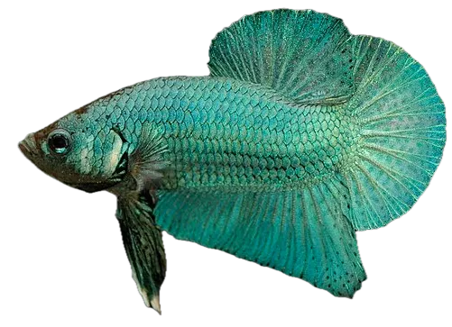 Siamese fighting fish