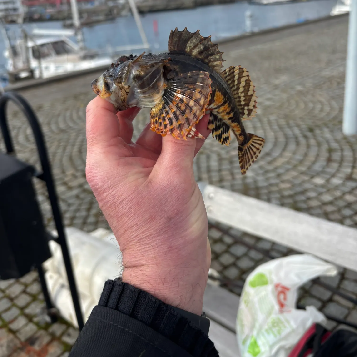 most liked catch image