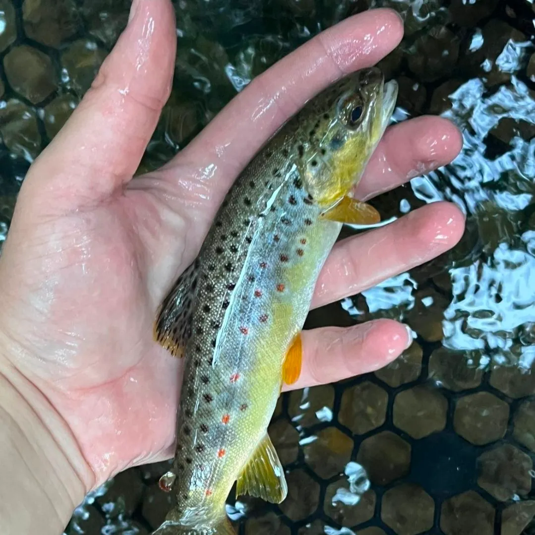 Brown trout caught on Fishbrain