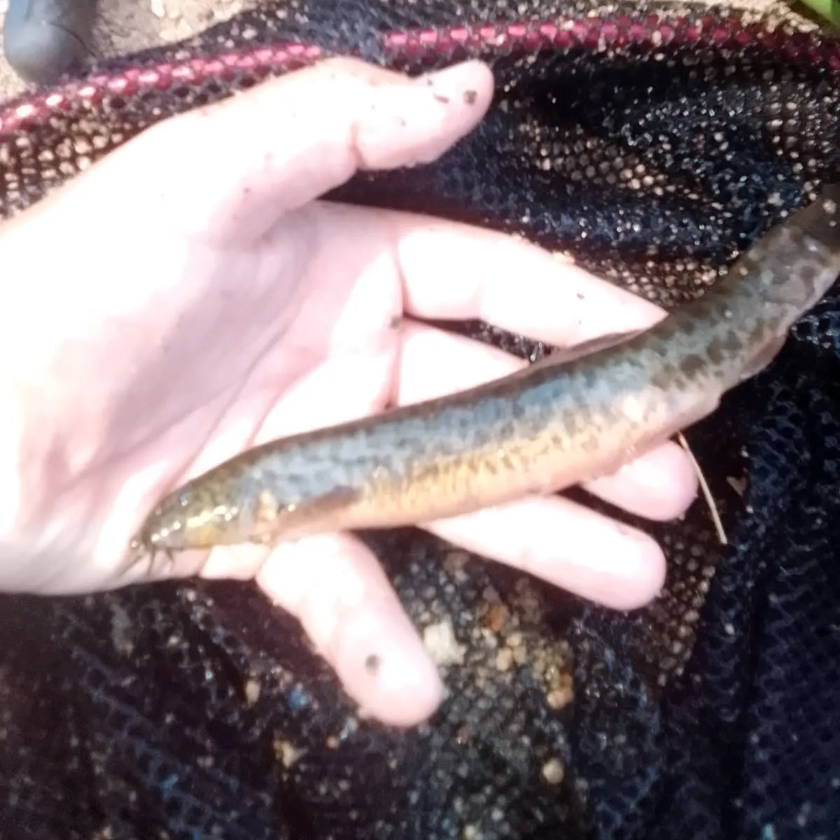 The most recent Stone loach catches on Fishbrain