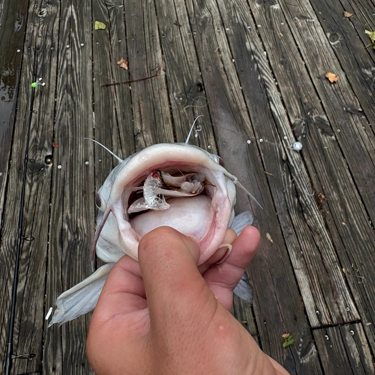 catch