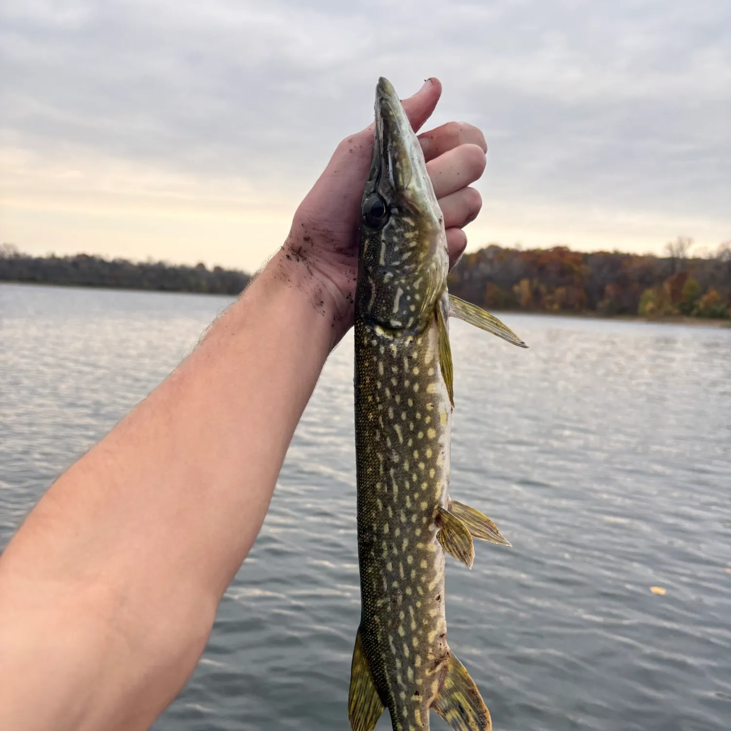 Northern pike caught on Fishbrain