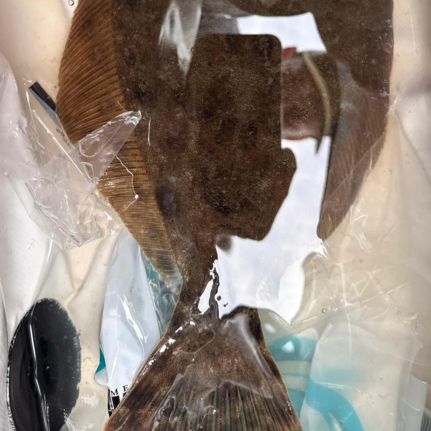 The most recent Southern flounder catches on Fishbrain