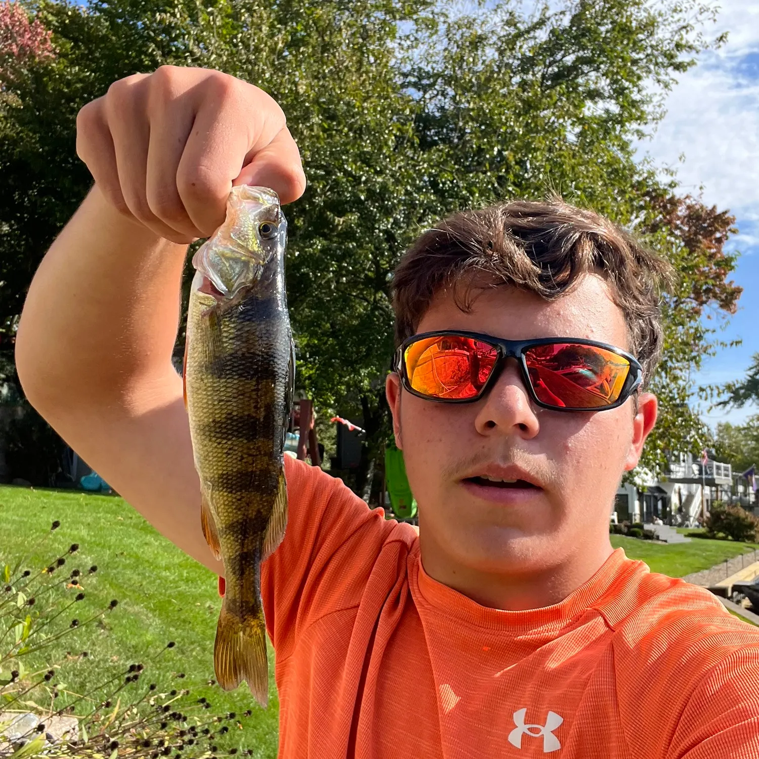 Yellow perch caught on Fishbrain