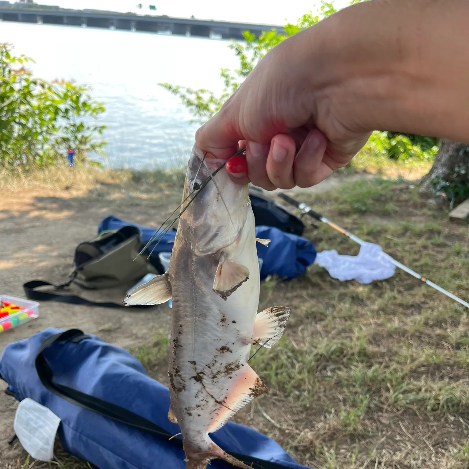catch