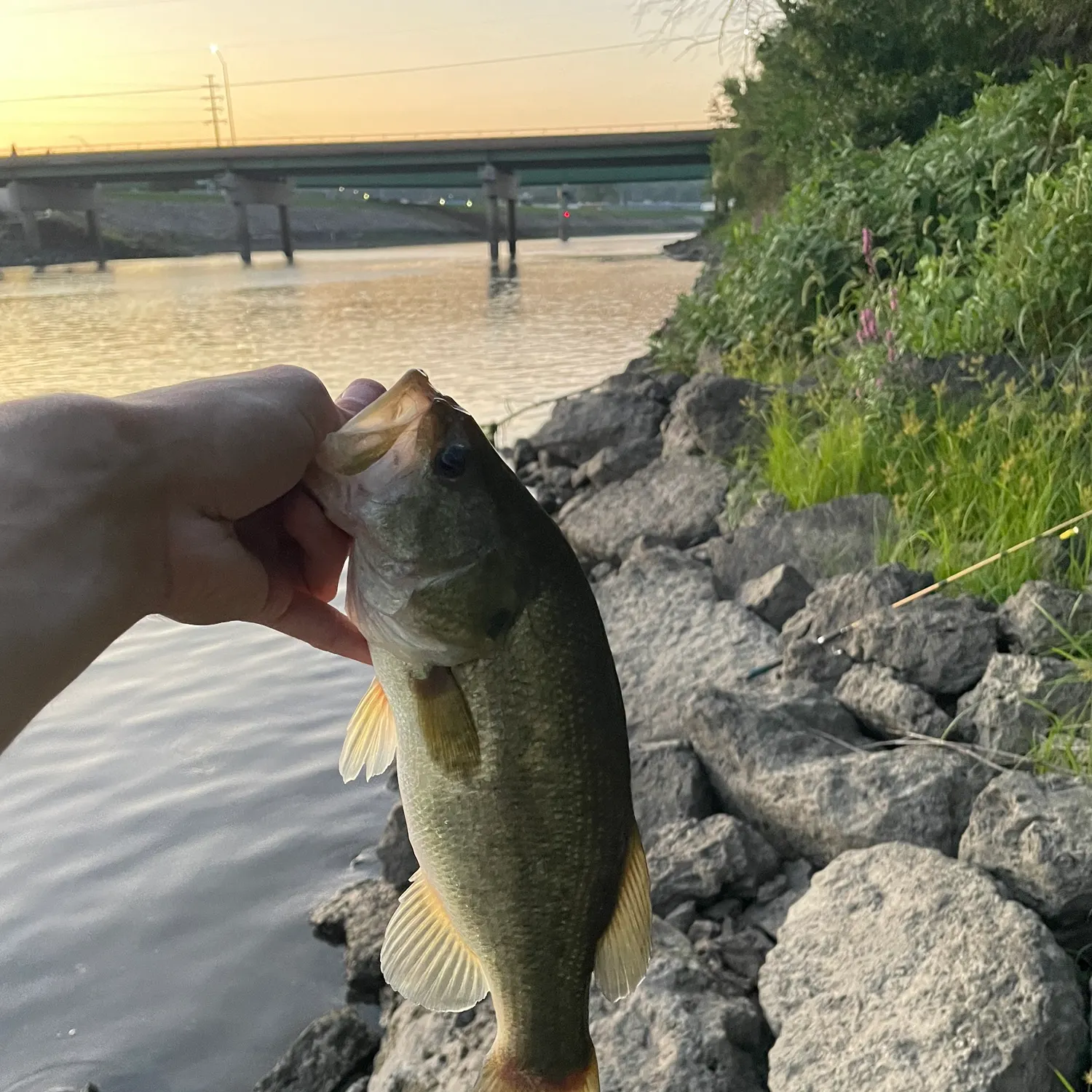 Largemouth bass caught on Fishbrain