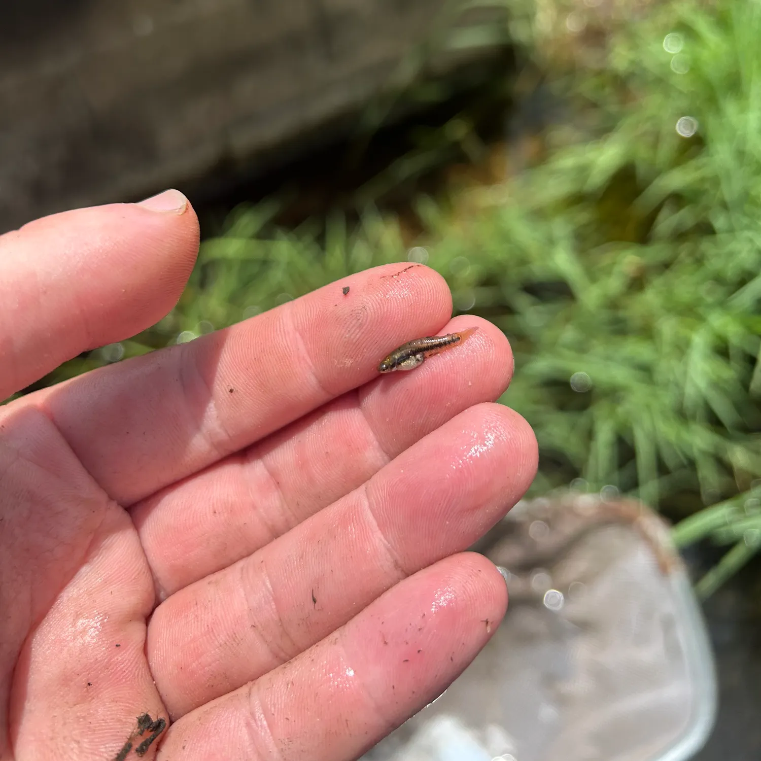 The most recent Least killifish catches on Fishbrain