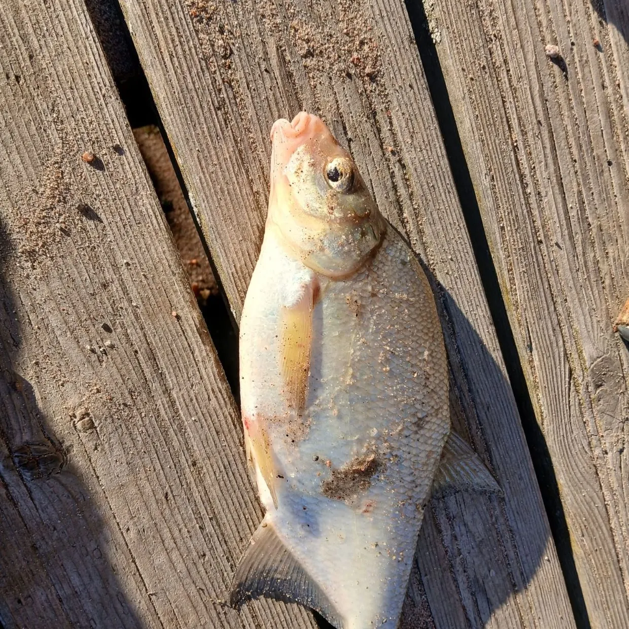 Common bream caught on Fishbrain