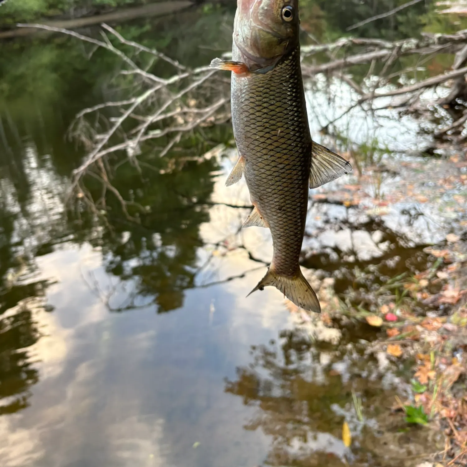 Fallfish caught on Fishbrain