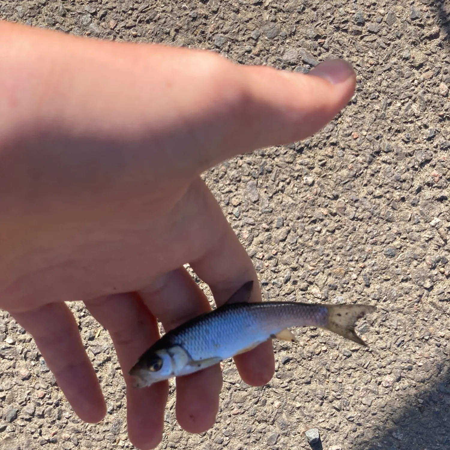 The most recent Common dace catches on Fishbrain