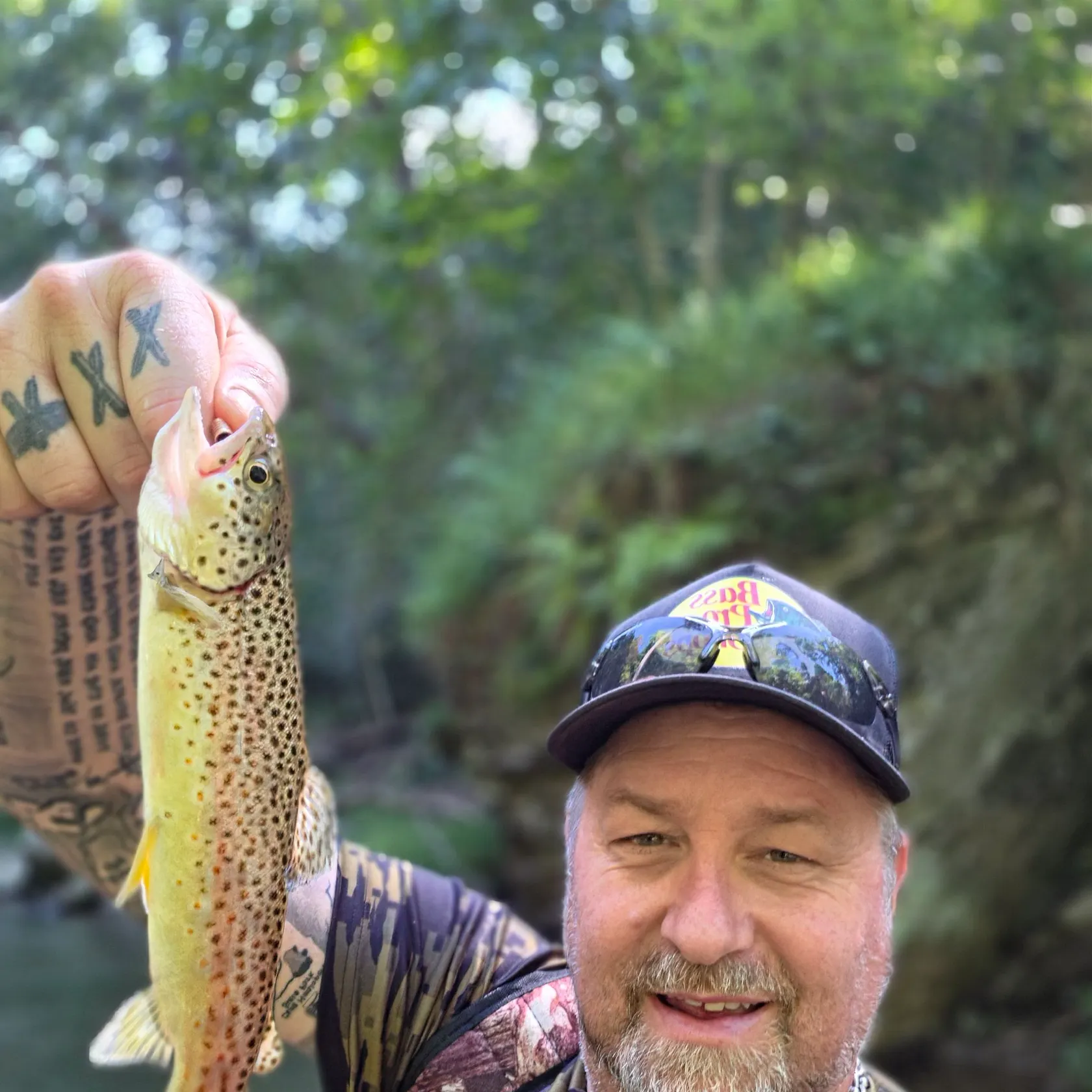 Brown trout caught on Fishbrain