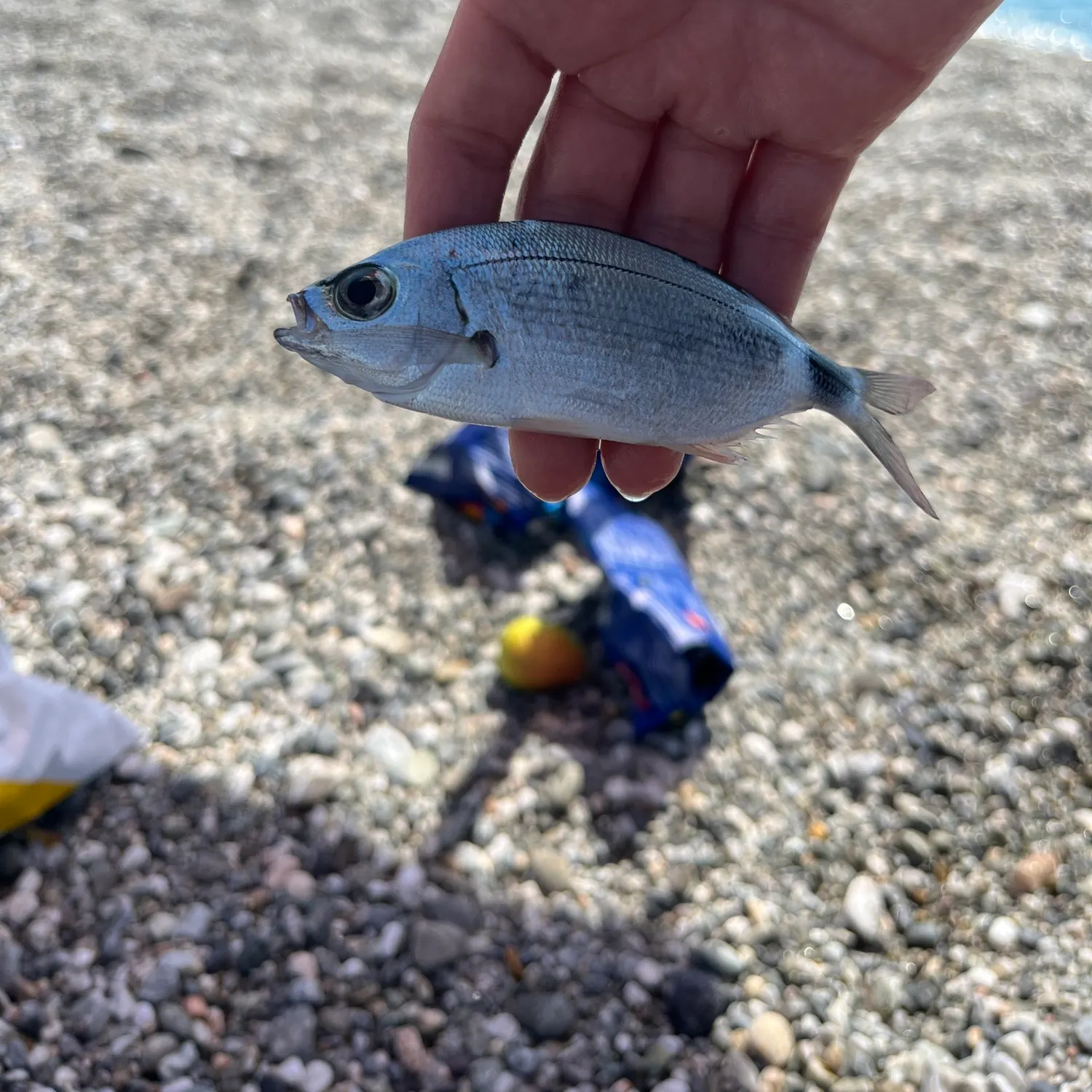 Saddled seabream caught on Fishbrain