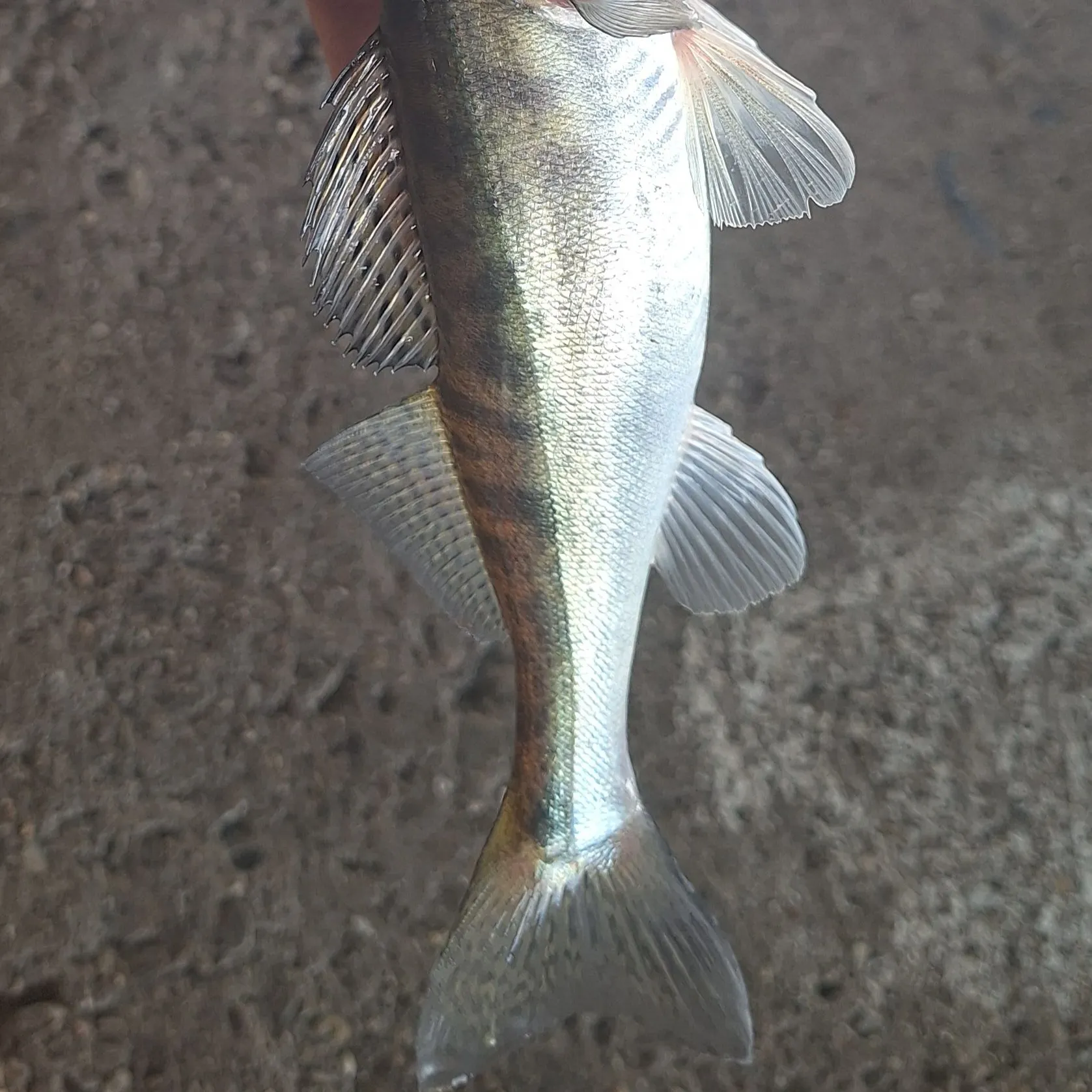 Zander caught on Fishbrain