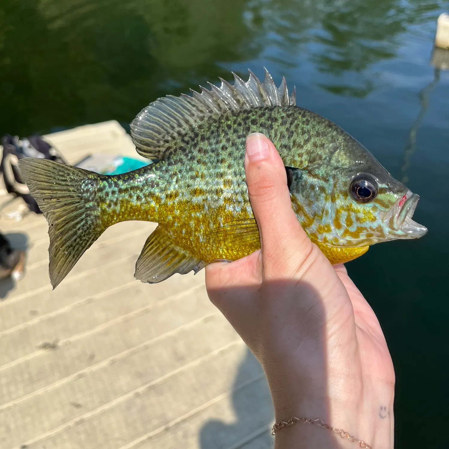 Pumpkinseed caught on Fishbrain