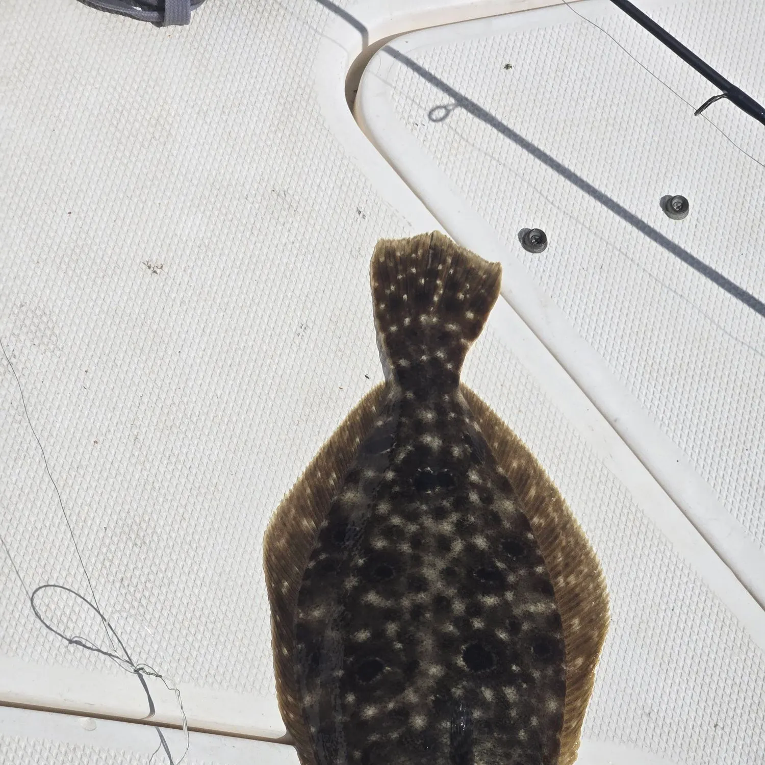 Summer flounder caught on Fishbrain