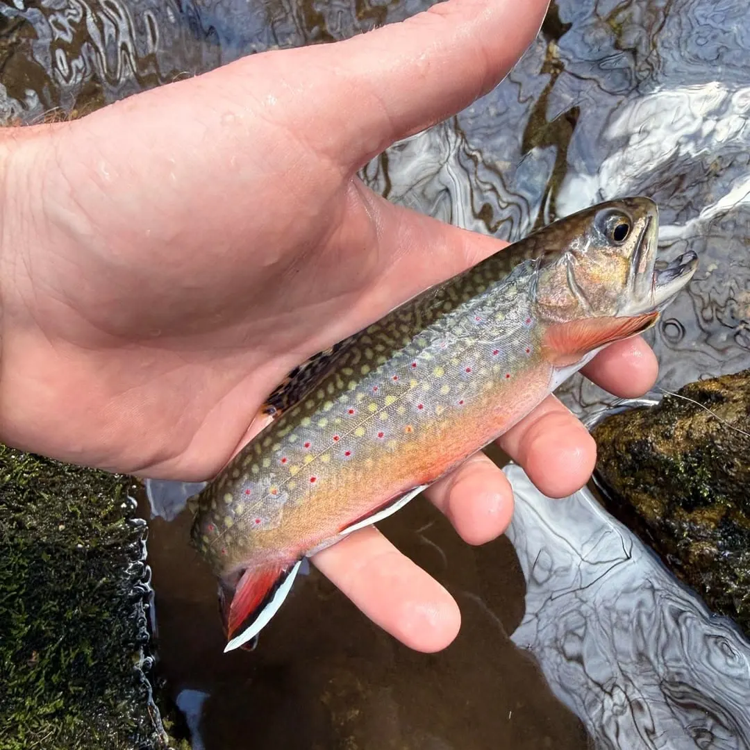 Brook trout caught on Fishbrain