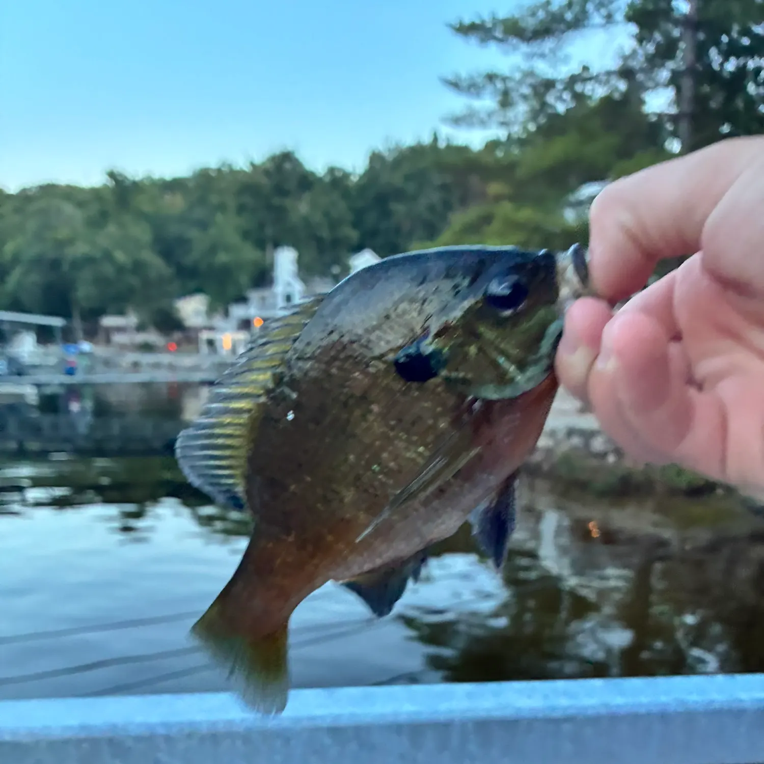 Bluegill caught on Fishbrain