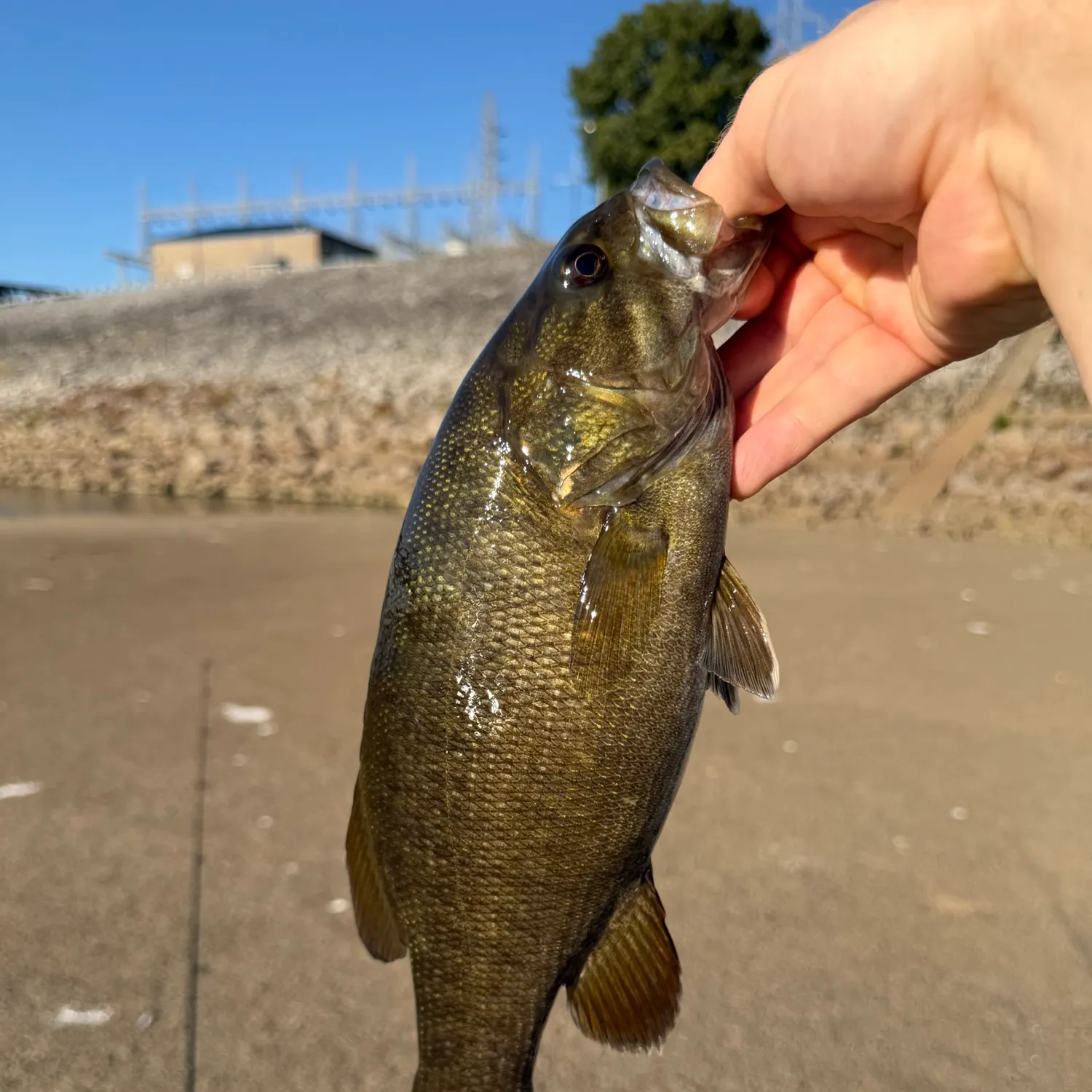 The most recent Smallmouth bass catches on Fishbrain