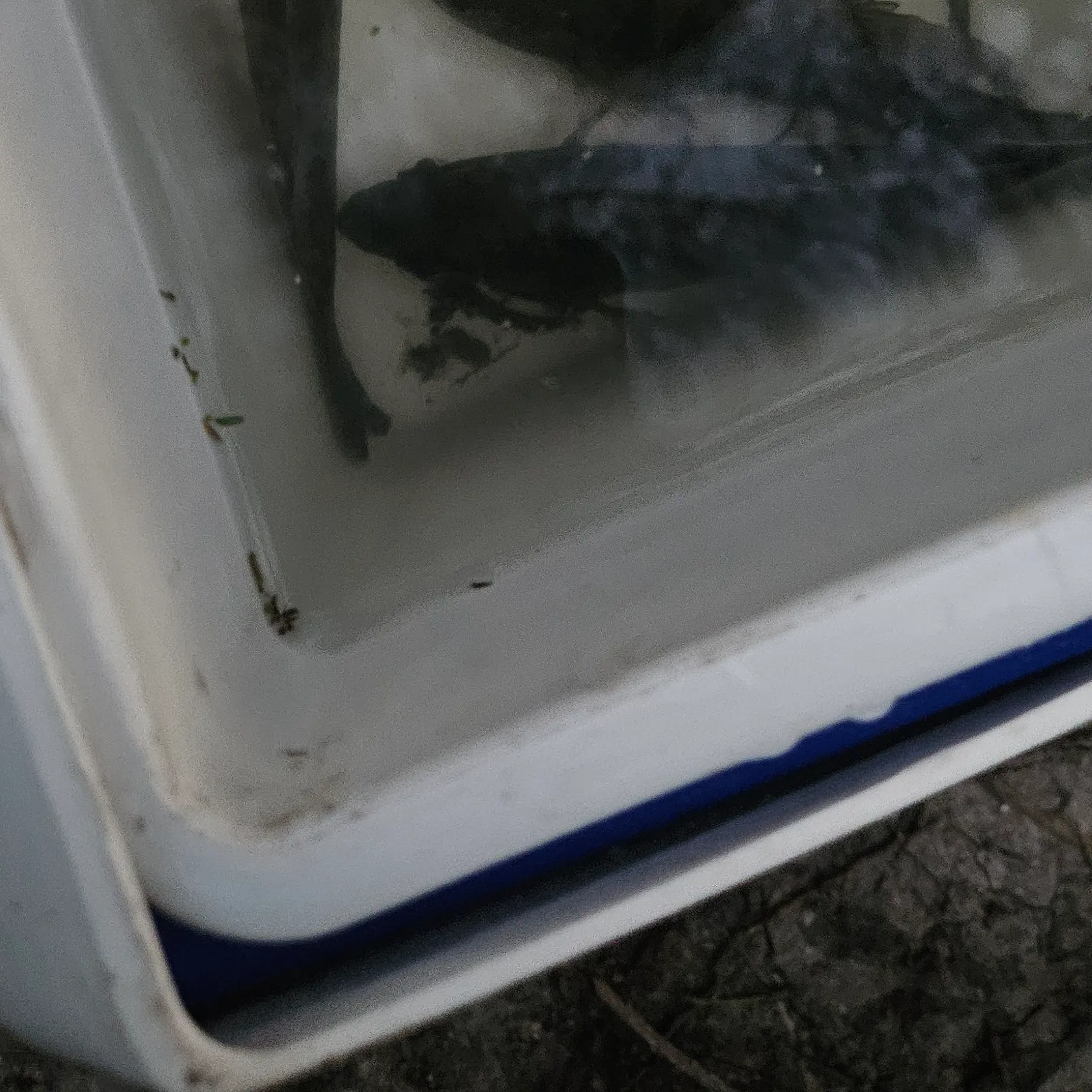 Fish caught on Fishbrain
