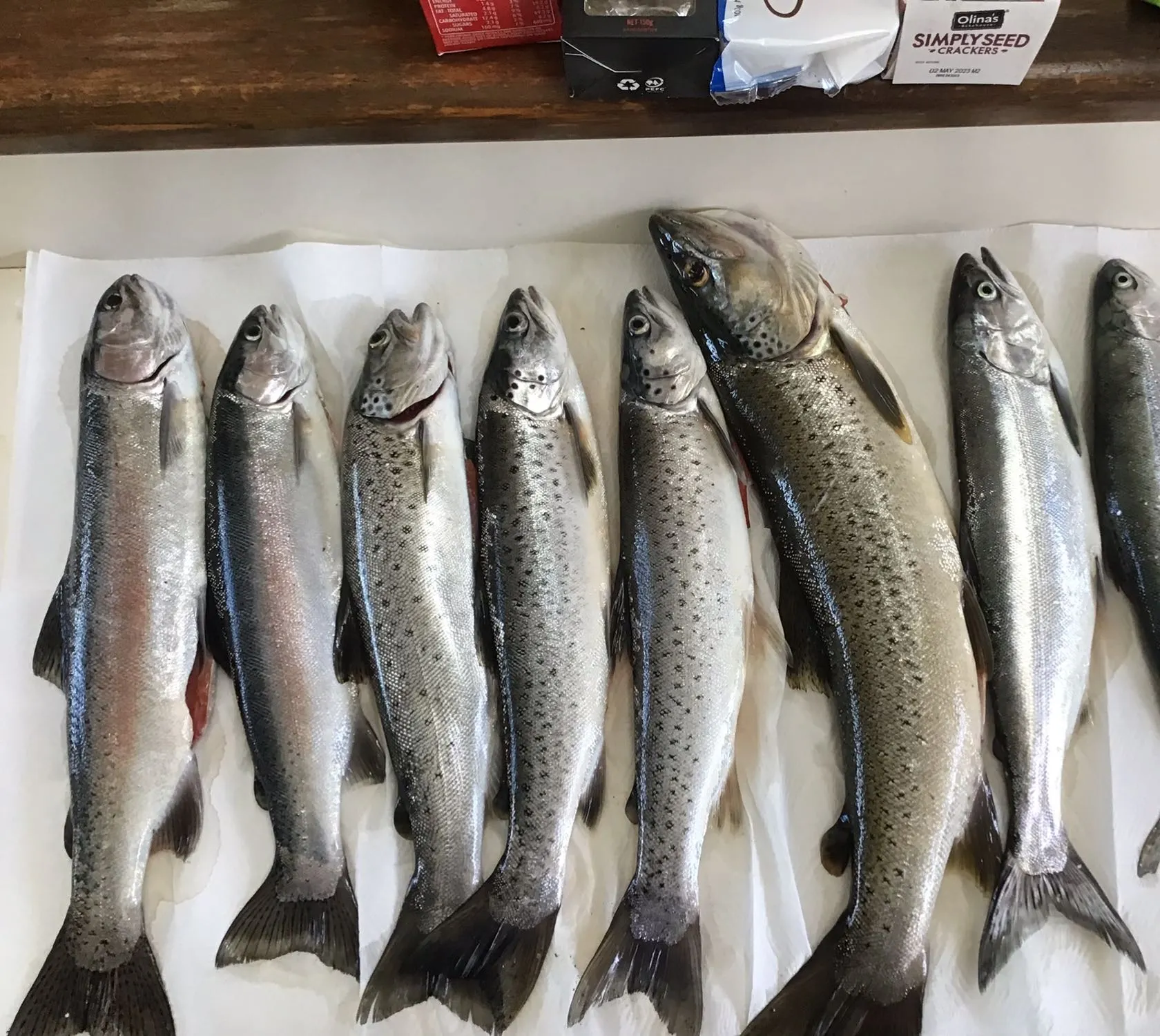 recently logged catches