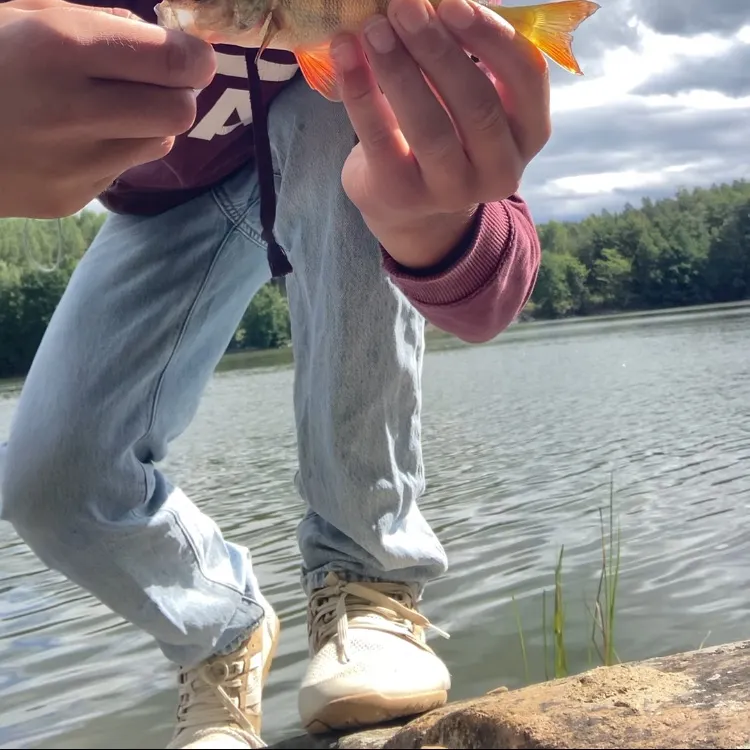 European perch caught on Fishbrain