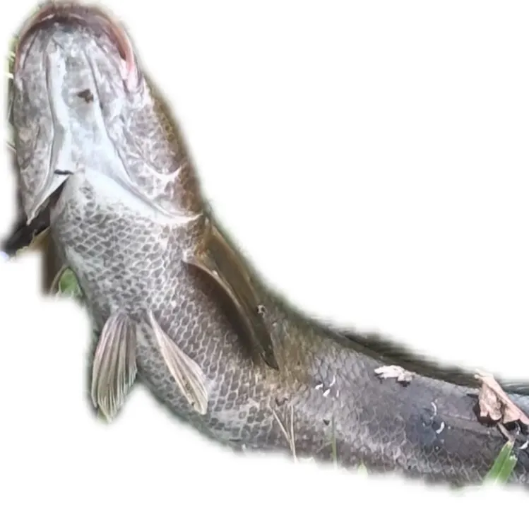 The most recent Northern snakehead catches on Fishbrain