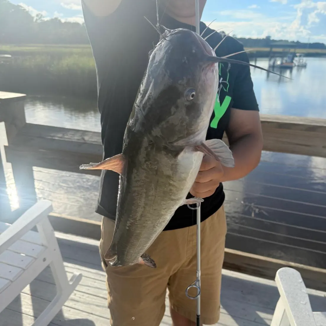 Flathead catfish caught on Fishbrain