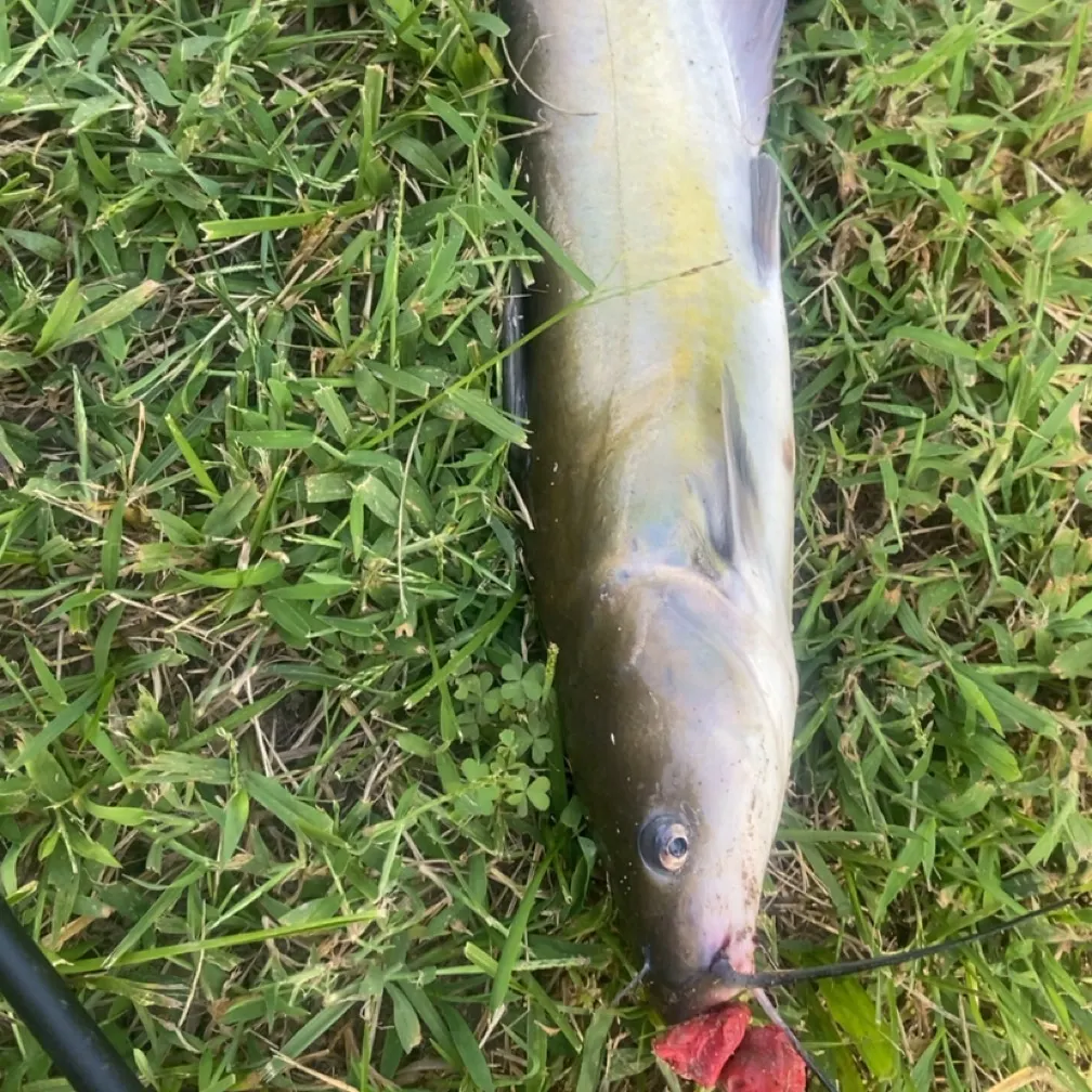 Channel catfish caught on Fishbrain