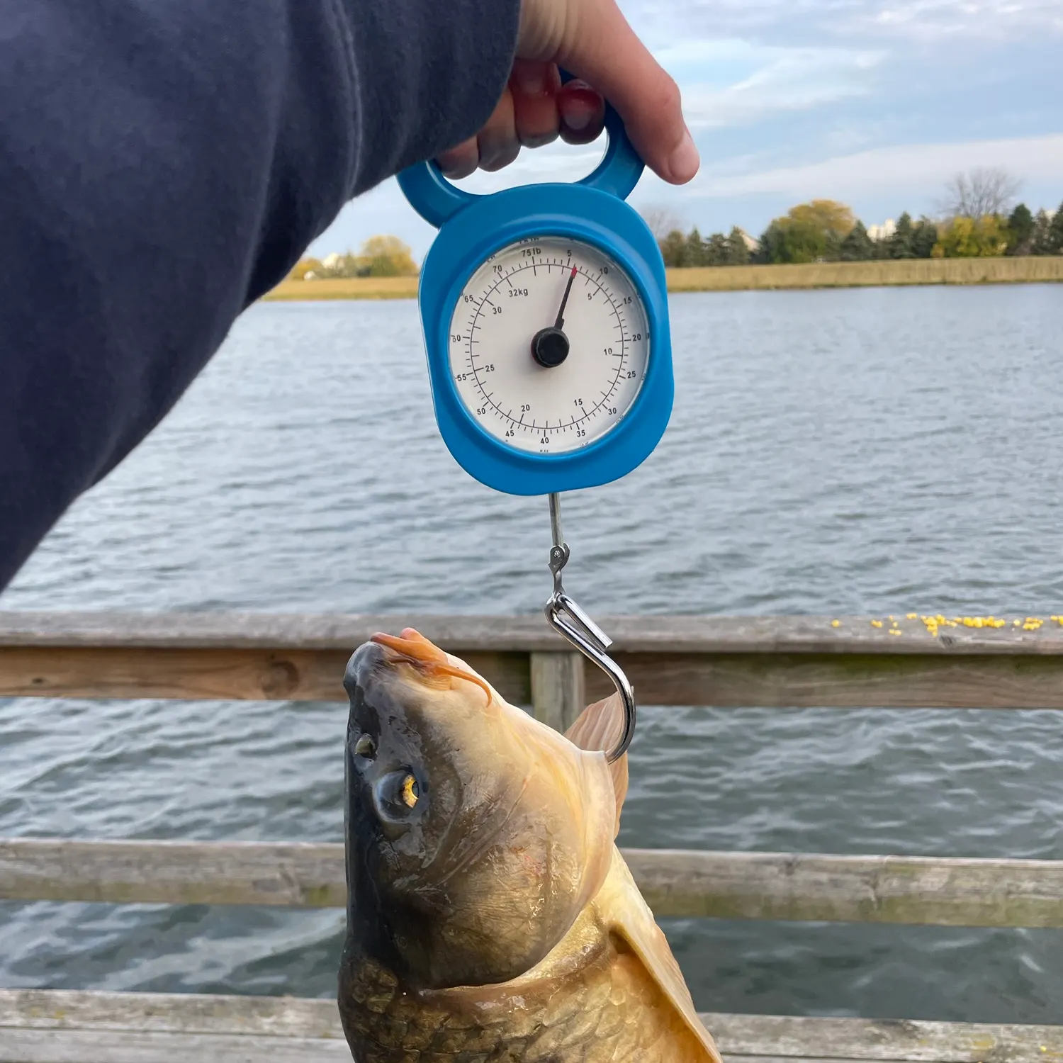 Common carp caught on Fishbrain