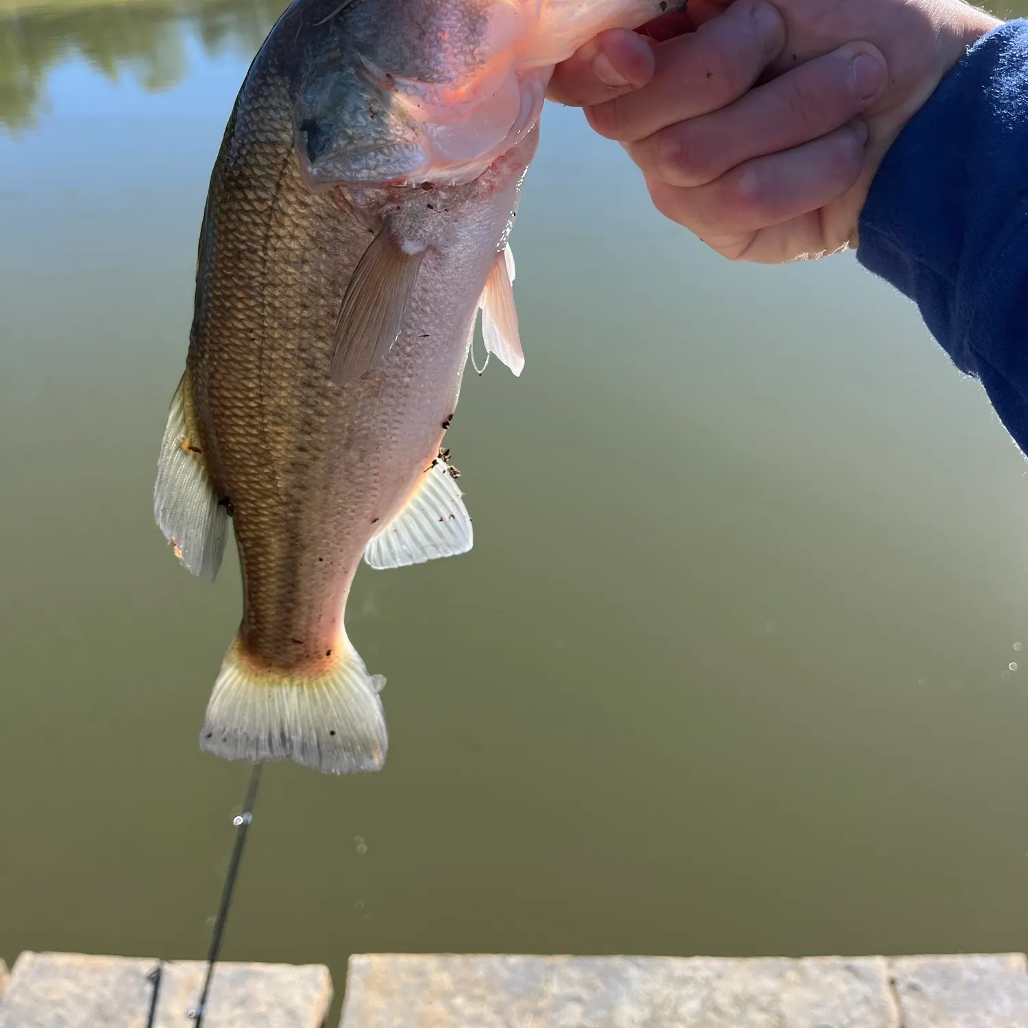 Largemouth bass caught on Fishbrain