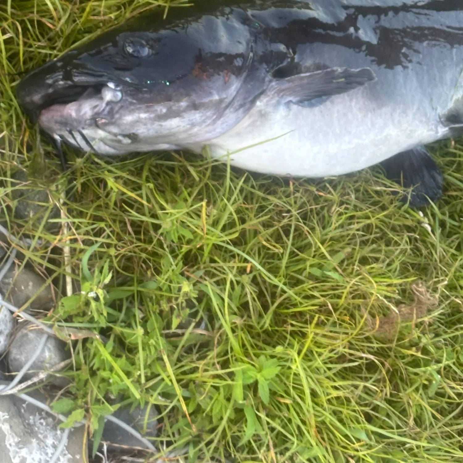 Black bullhead caught on Fishbrain