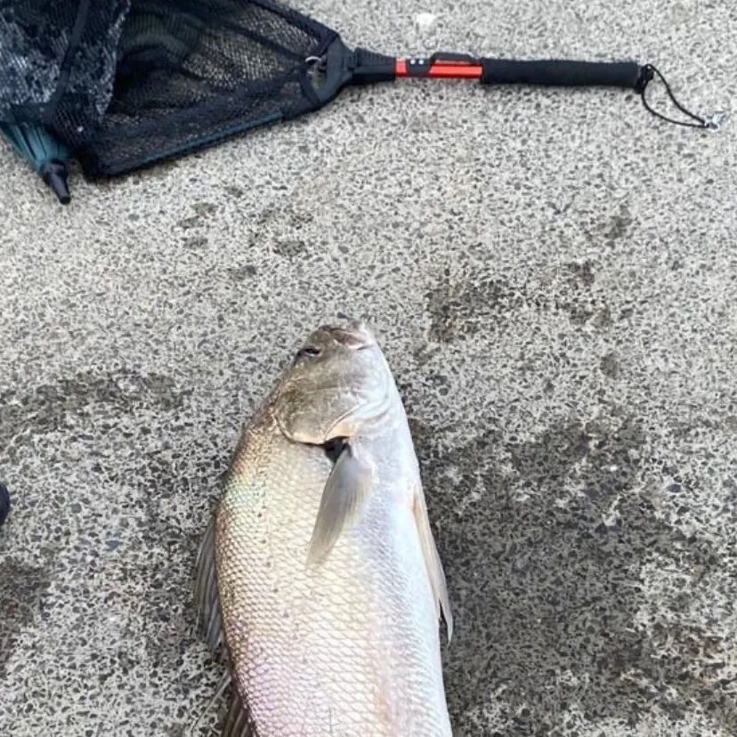 The most recent Japanese meagre catches on Fishbrain