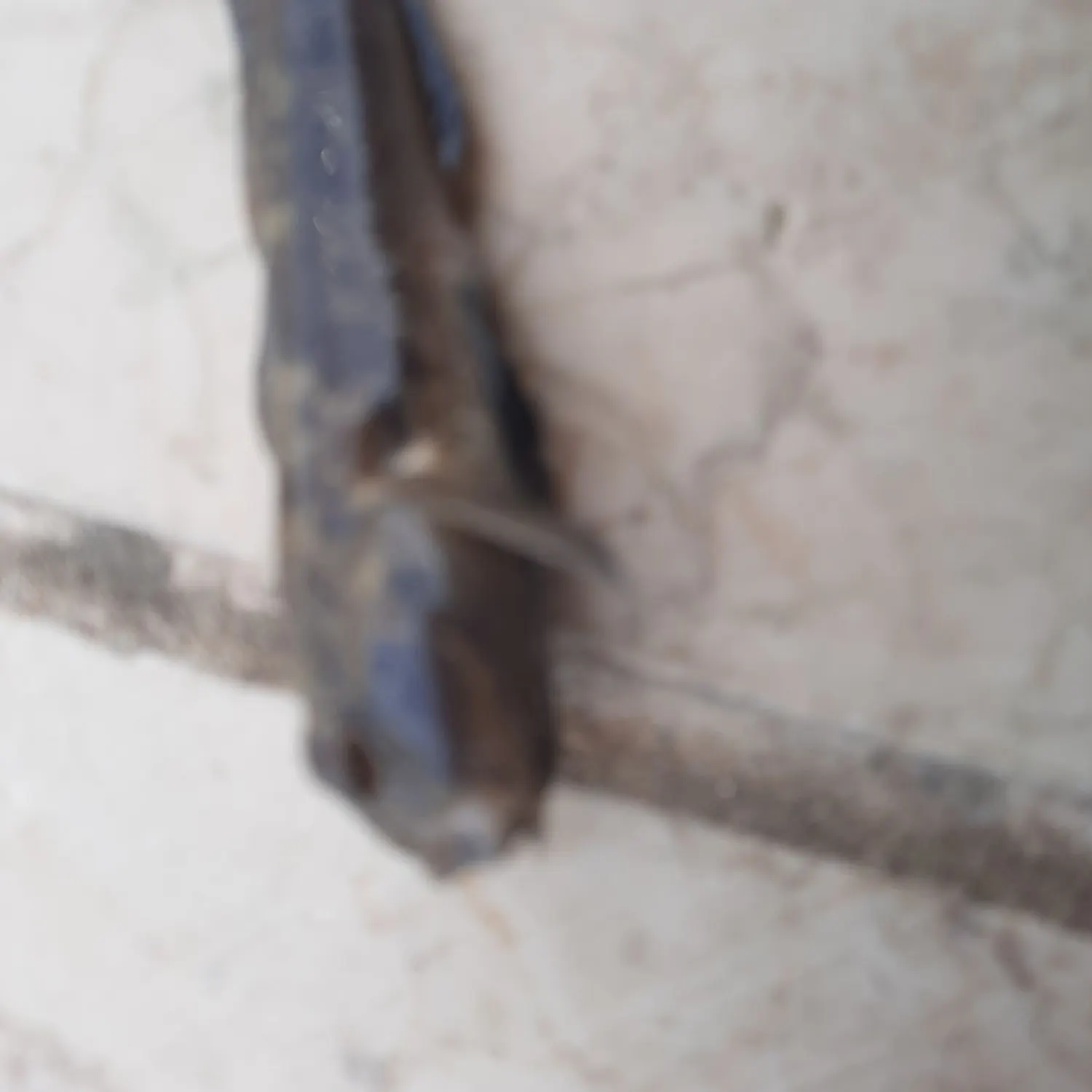 The most recent Sand goby catches on Fishbrain