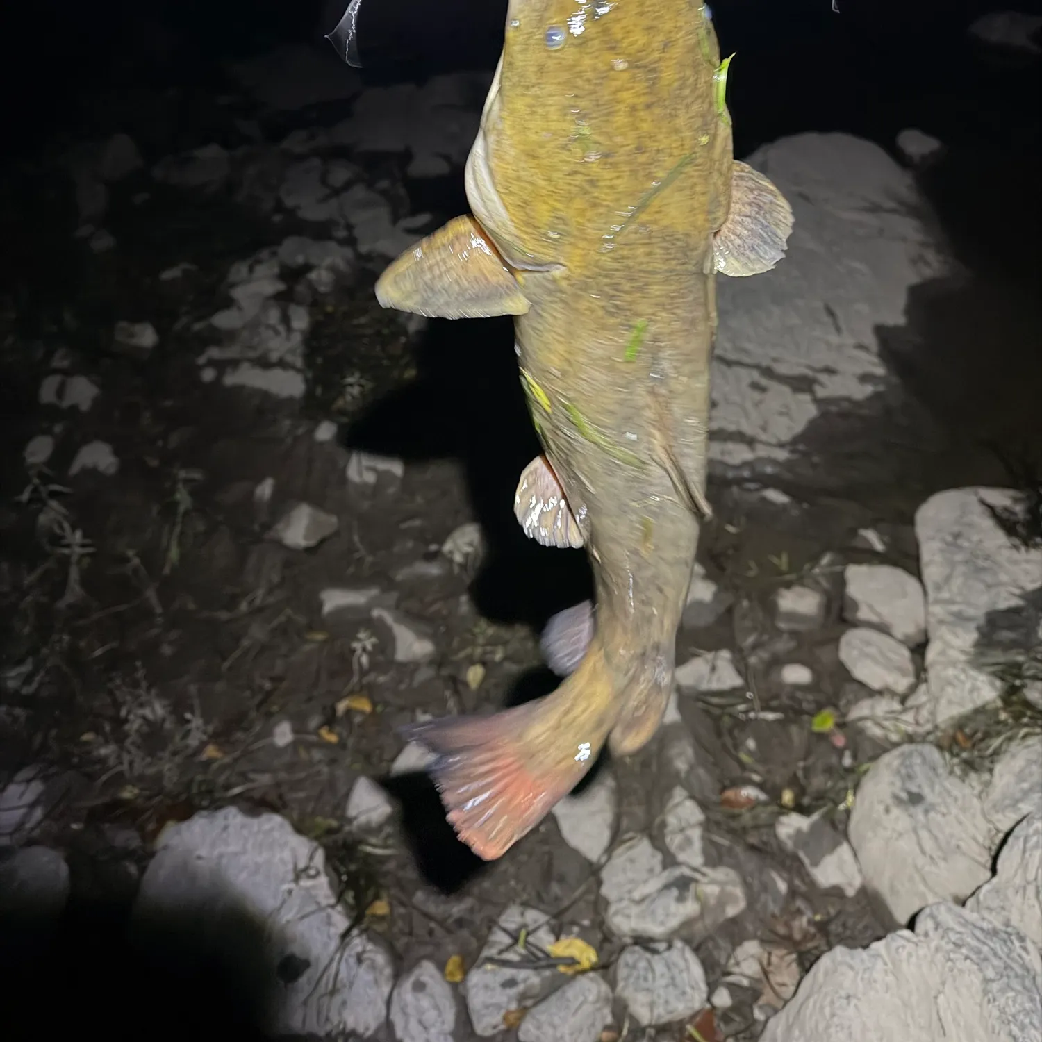 Flathead catfish caught on Fishbrain