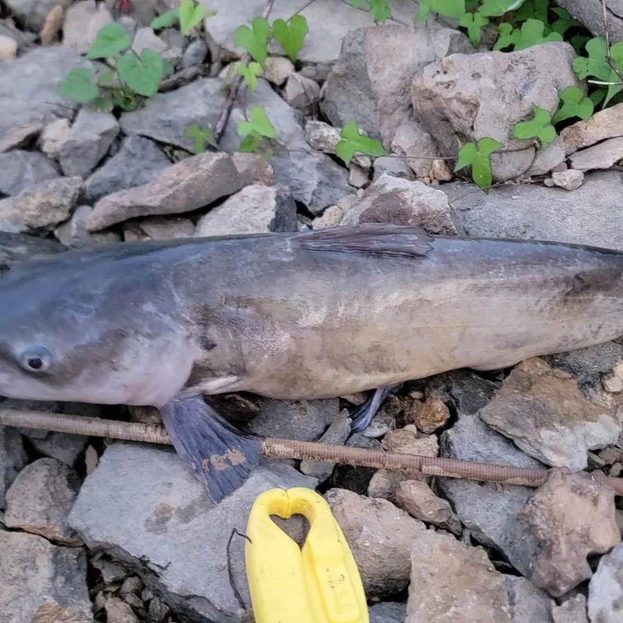 Channel catfish caught on Fishbrain