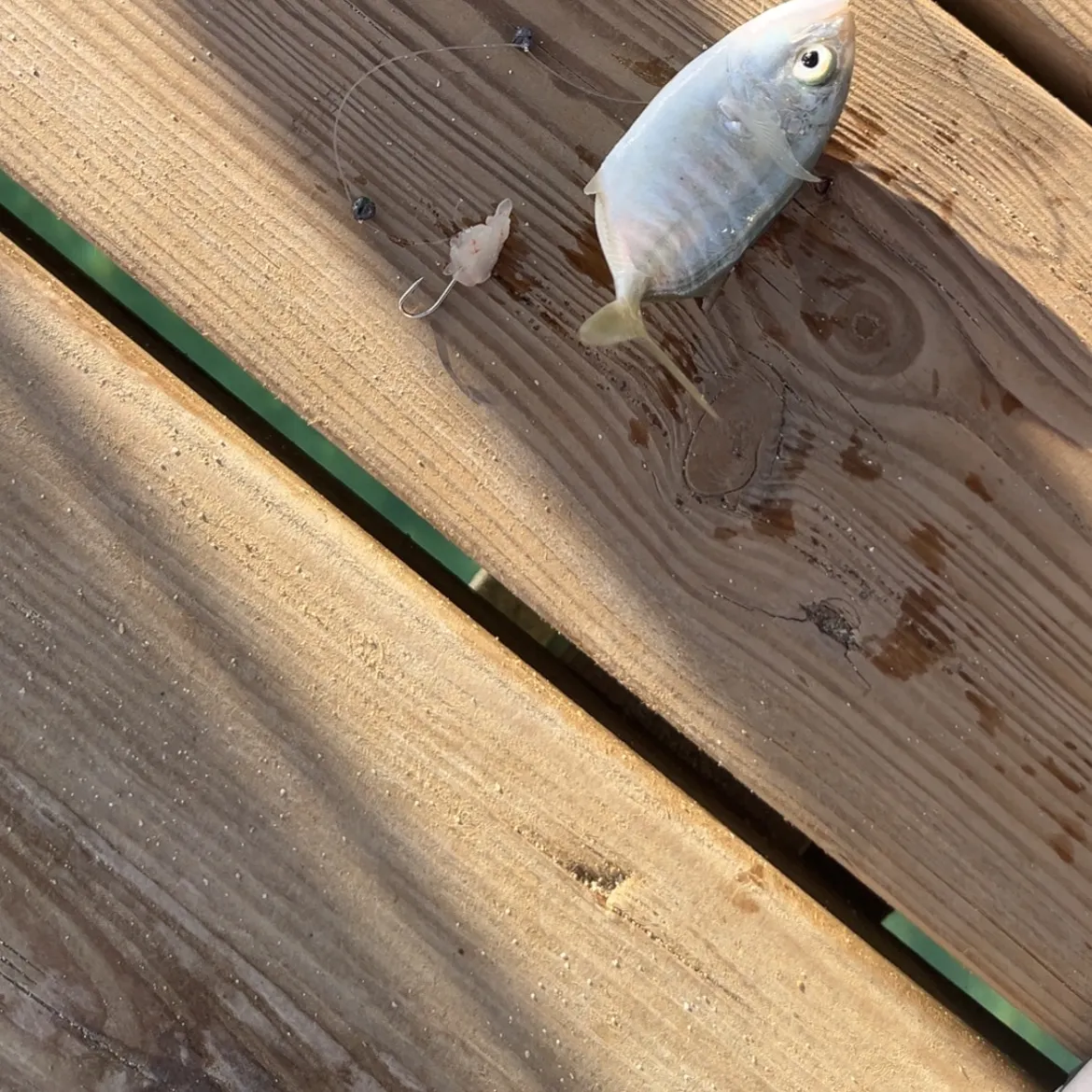 Fish caught on Fishbrain