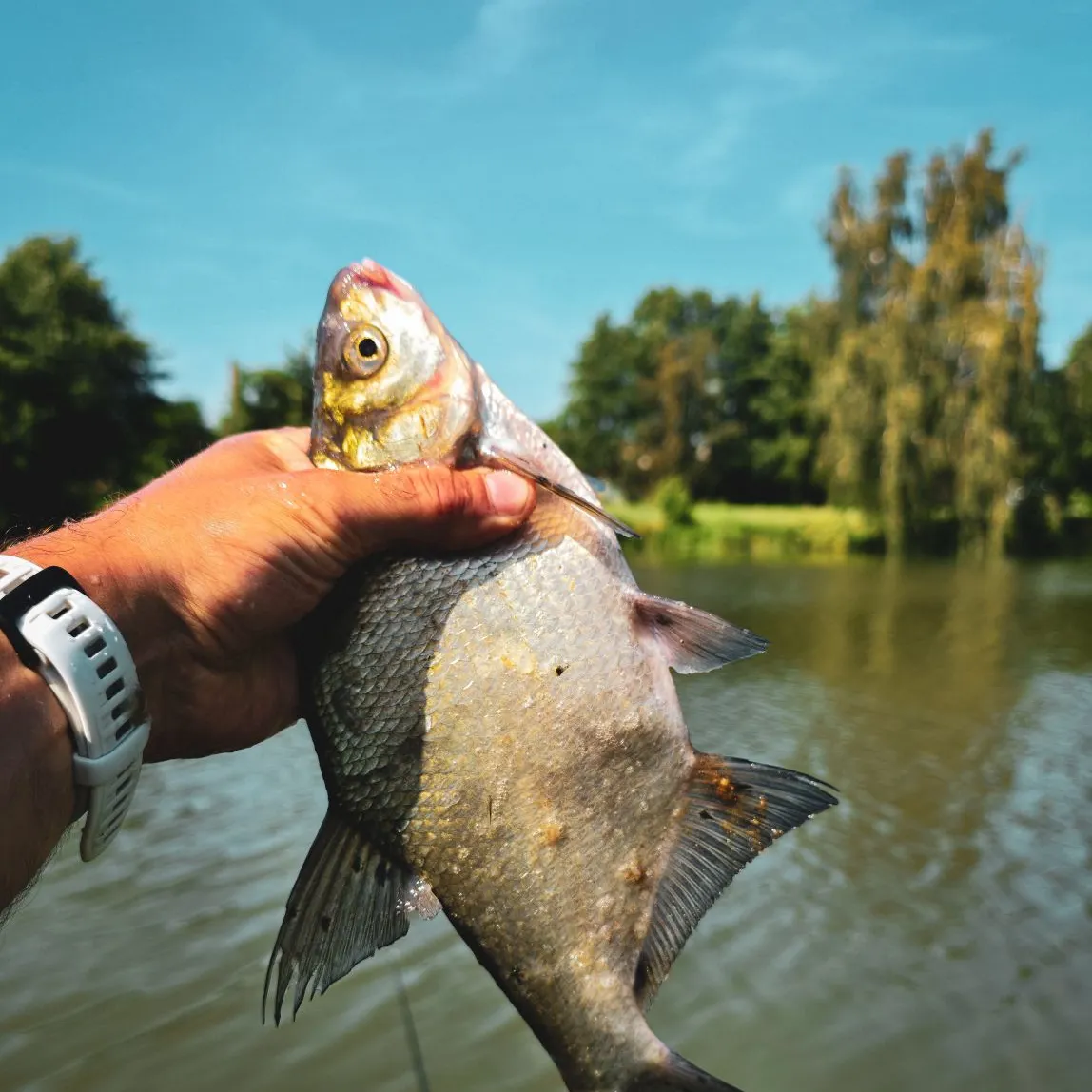 Common bream caught on Fishbrain