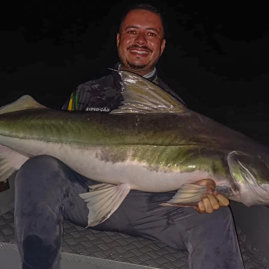 The most recent Piraíba catches on Fishbrain