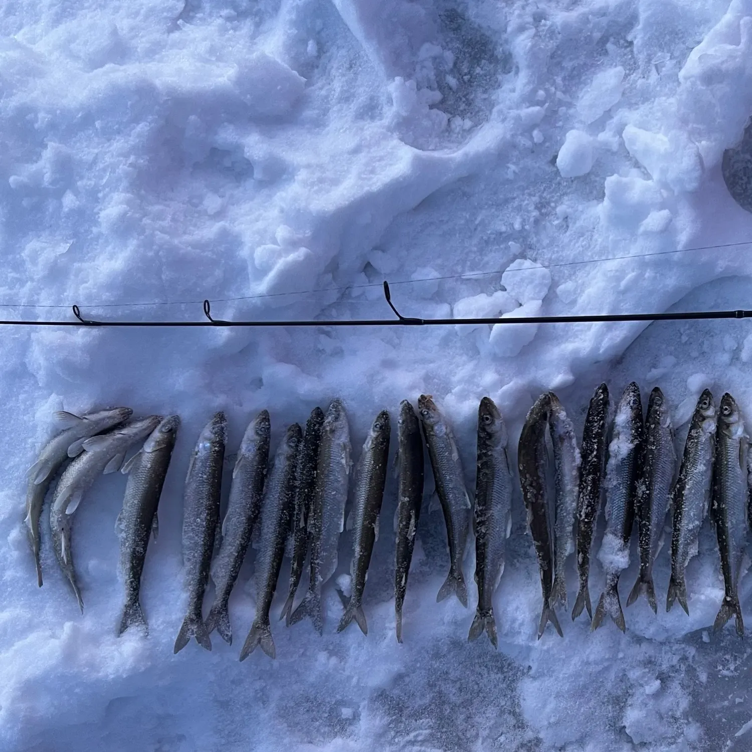 The most popular recent Atlantic rainbow smelt catch on Fishbrain