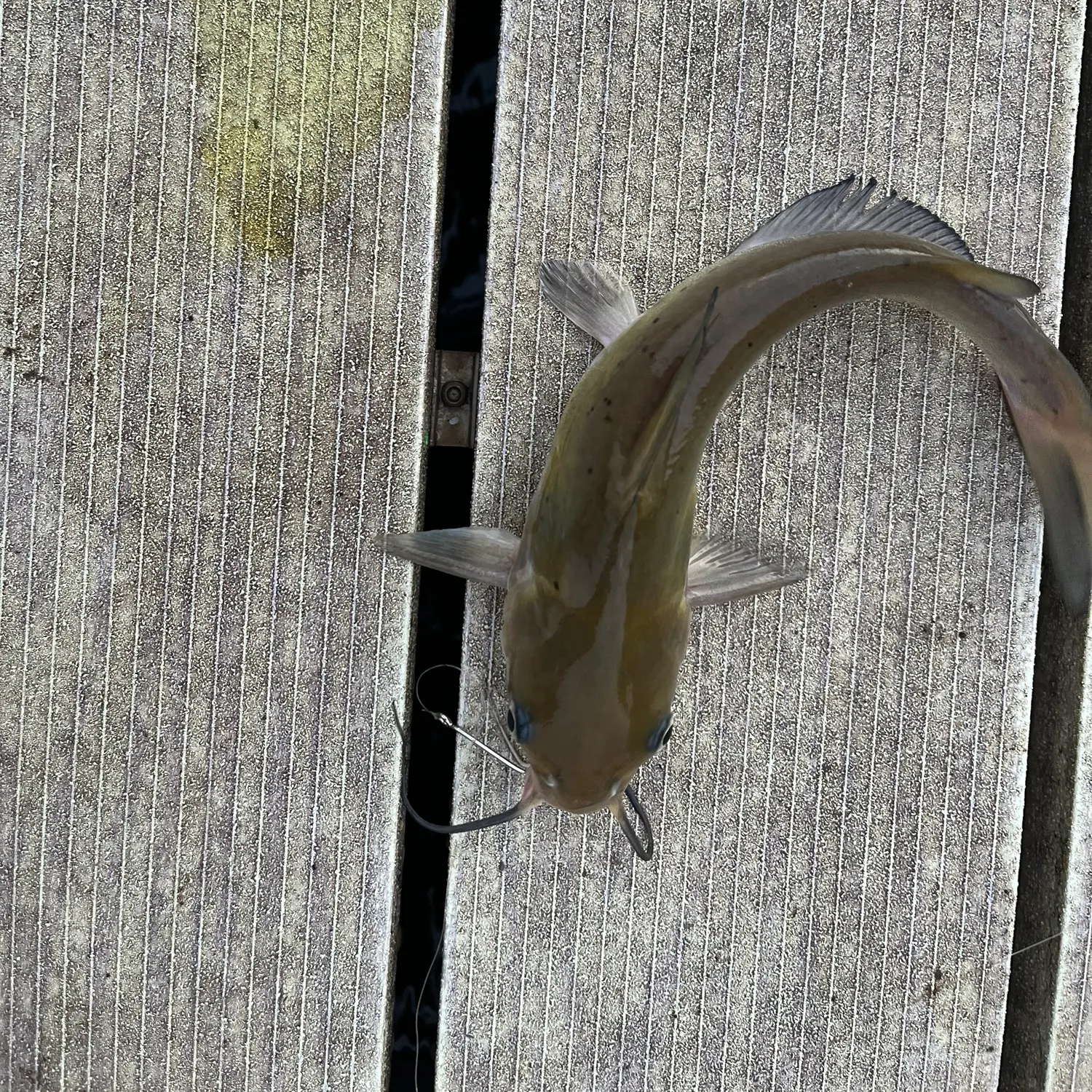 Channel catfish caught on Fishbrain