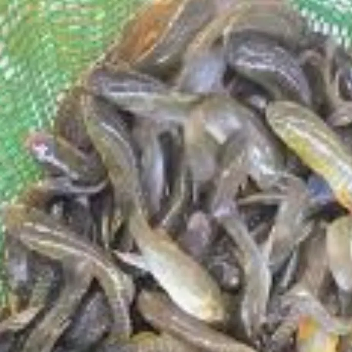 The most recent Round Scad catches on Fishbrain